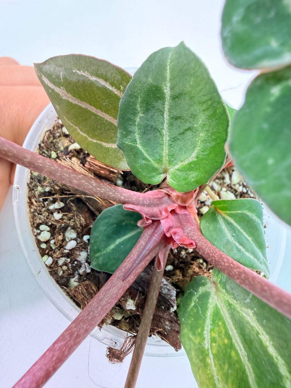 Anthurium Michelle 06