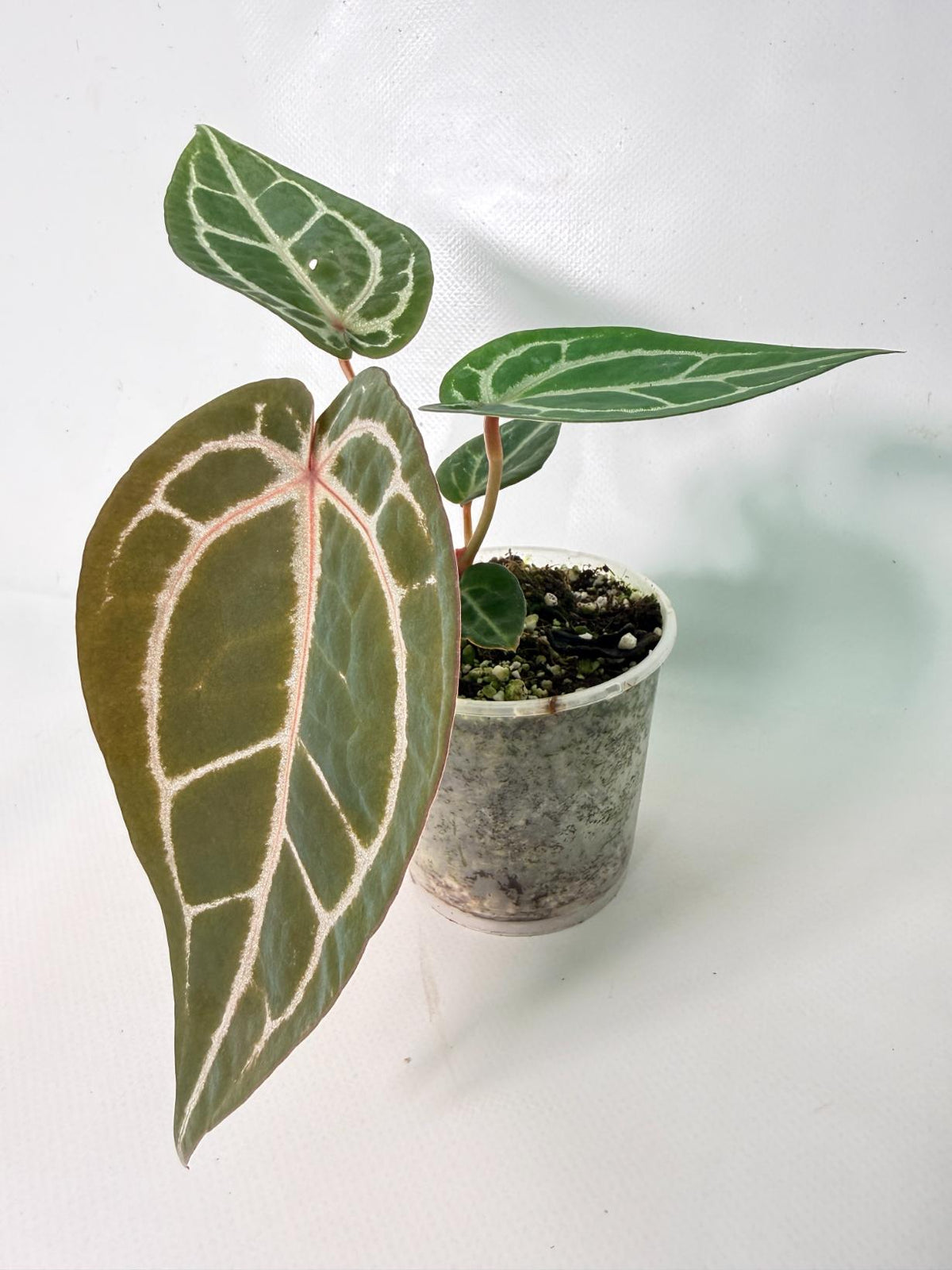 Anthurium Michelle 08