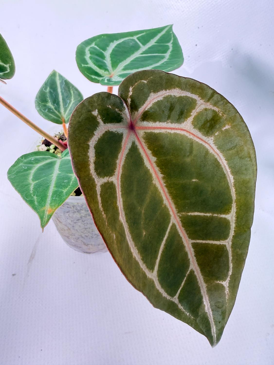 Anthurium Michelle 09