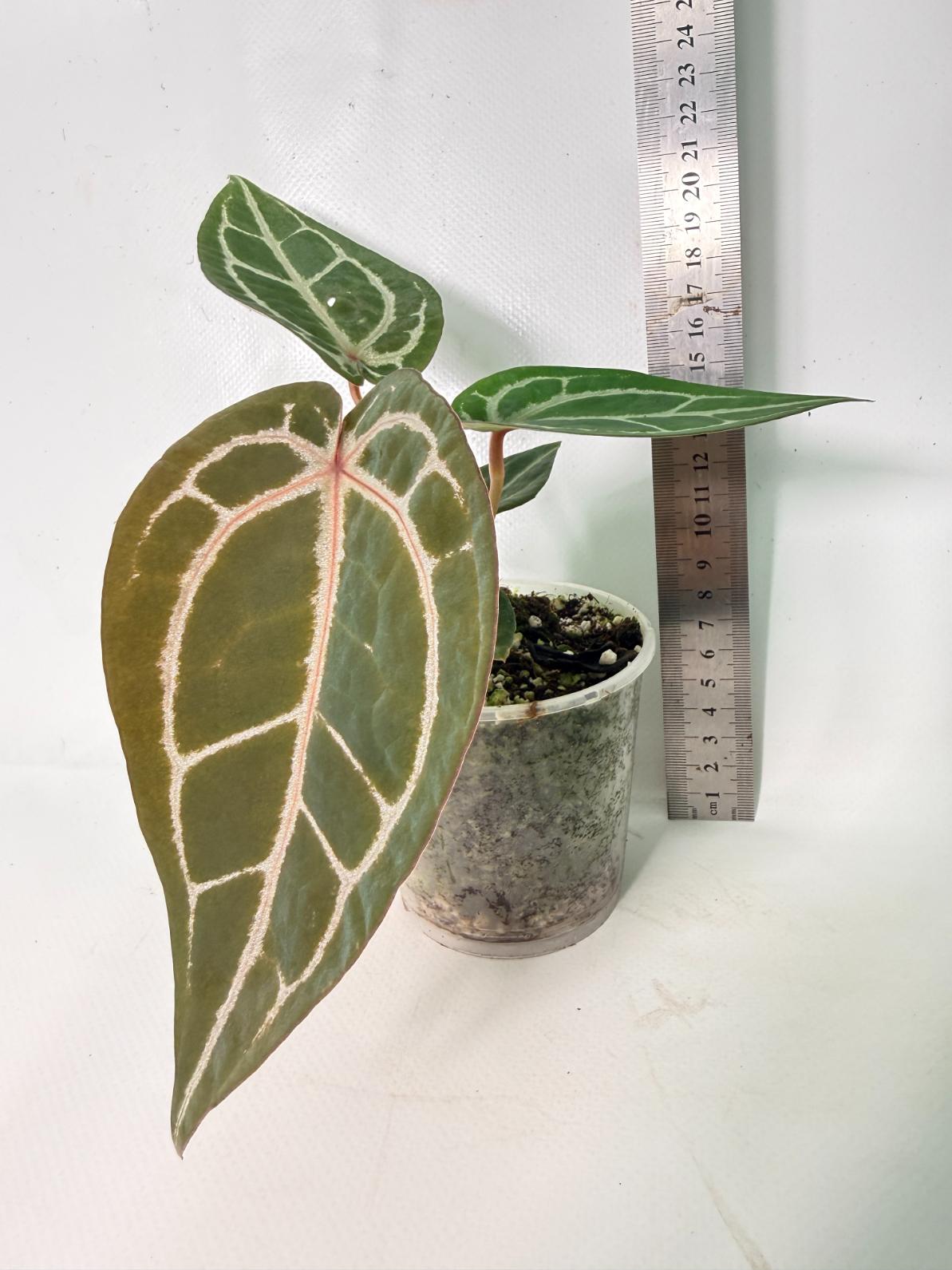 Anthurium Michelle 10
