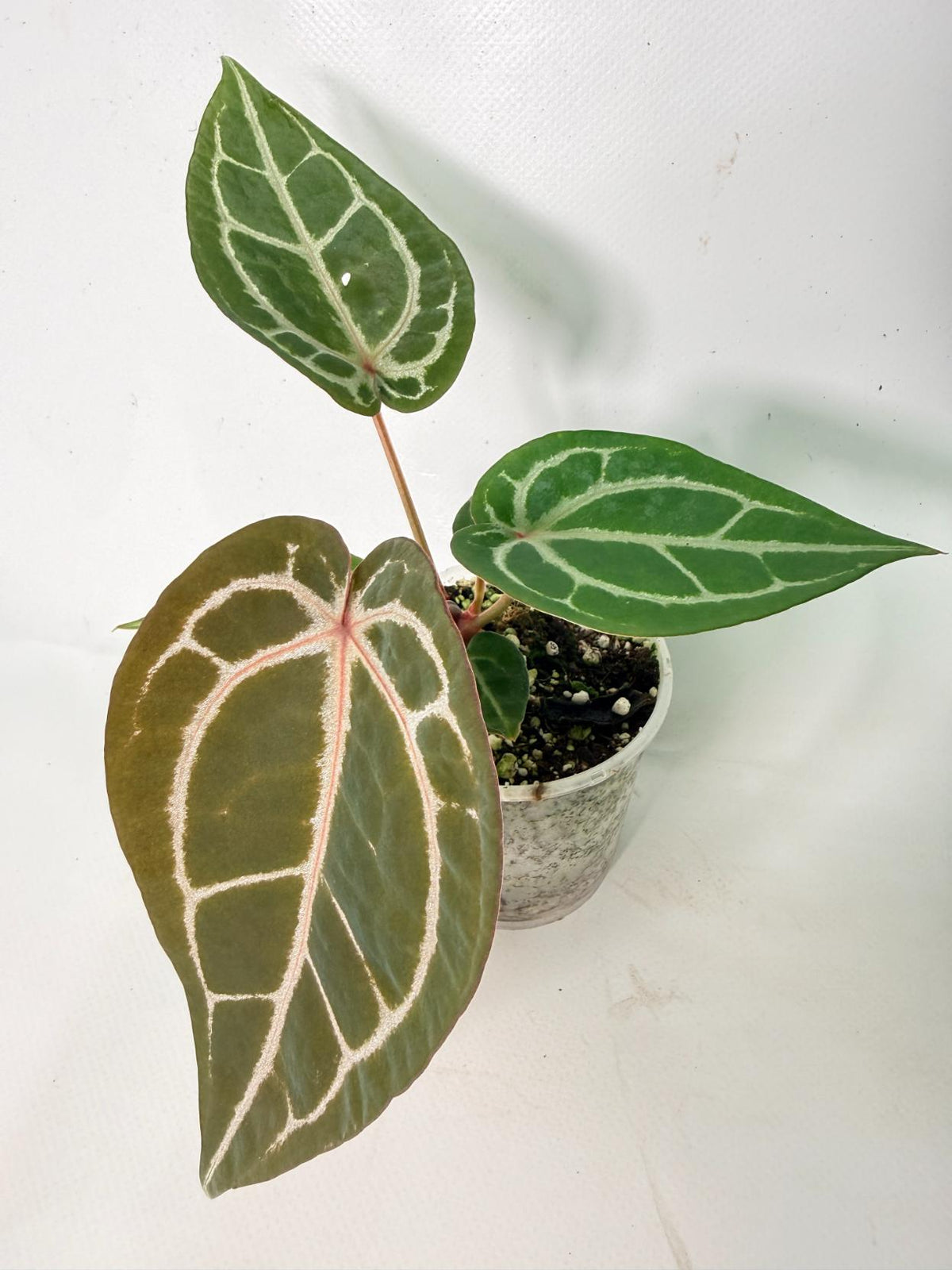 Anthurium Michelle 01