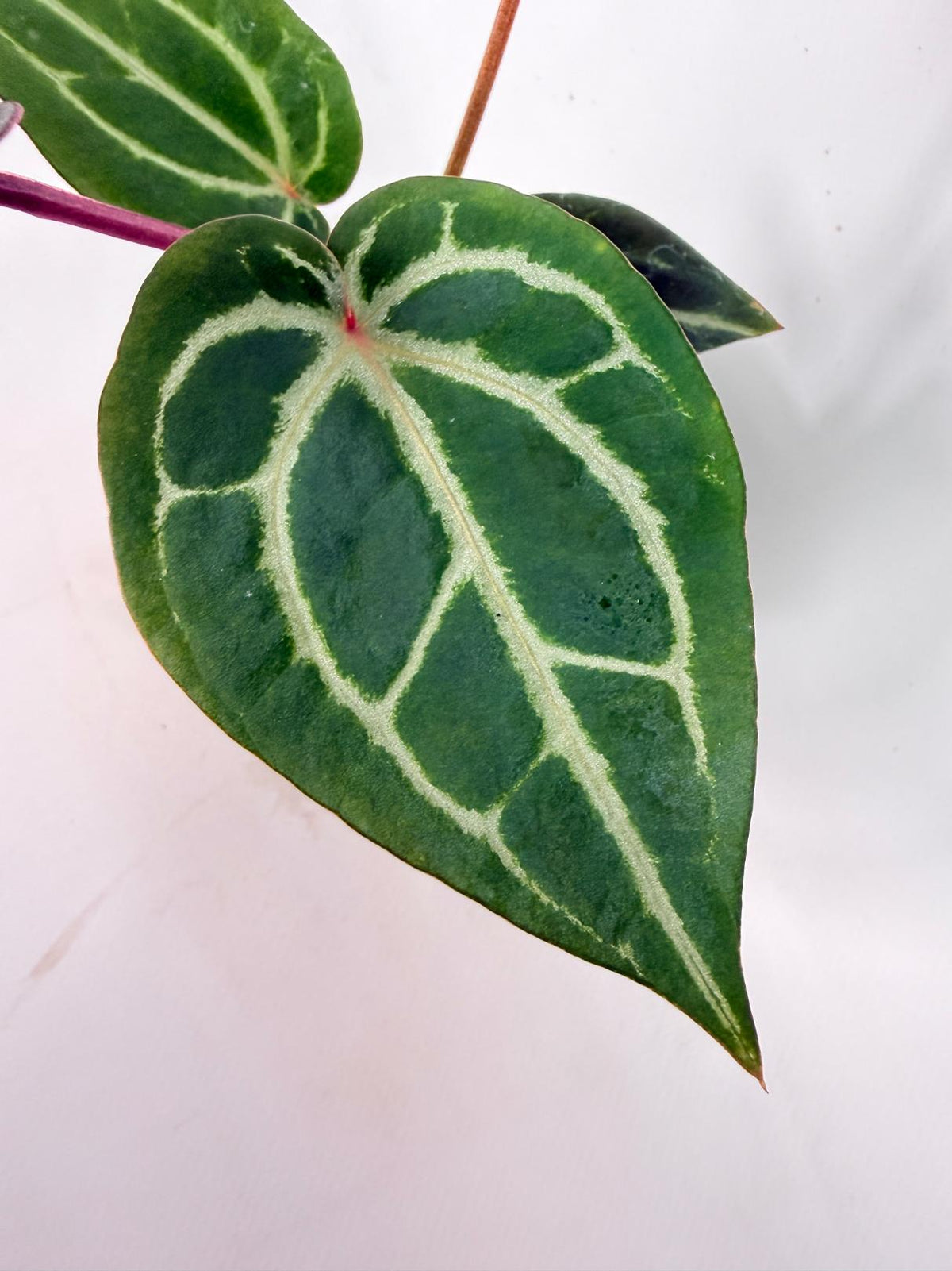 Anthurium Michelle 03