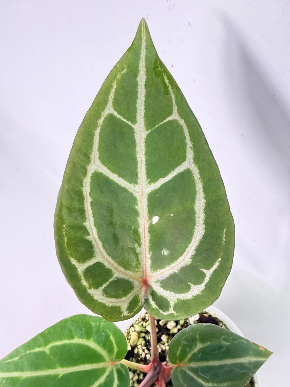 Anthurium Michelle 04