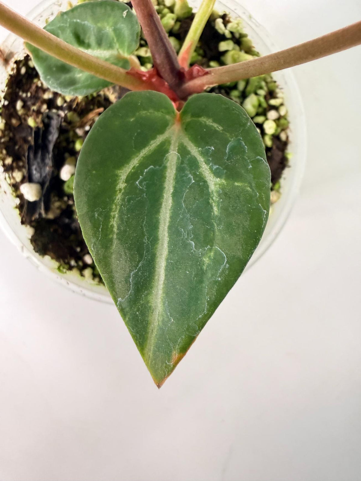 Anthurium Michelle 05