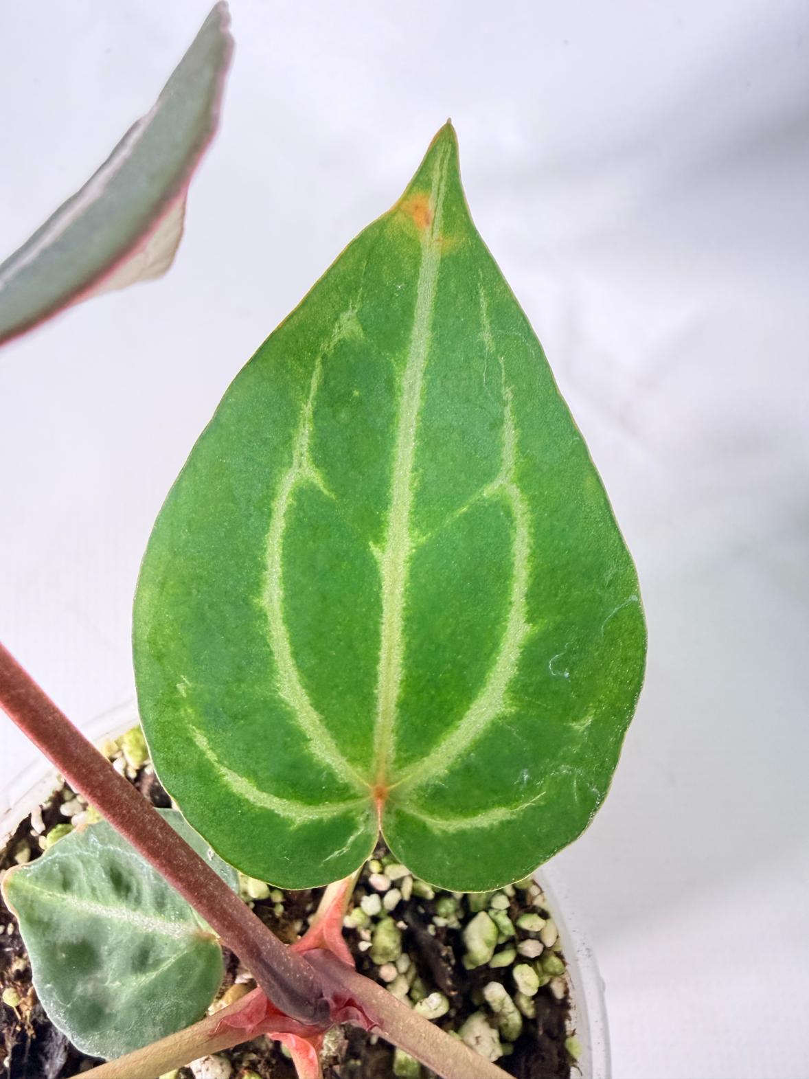 Anthurium Michelle 06