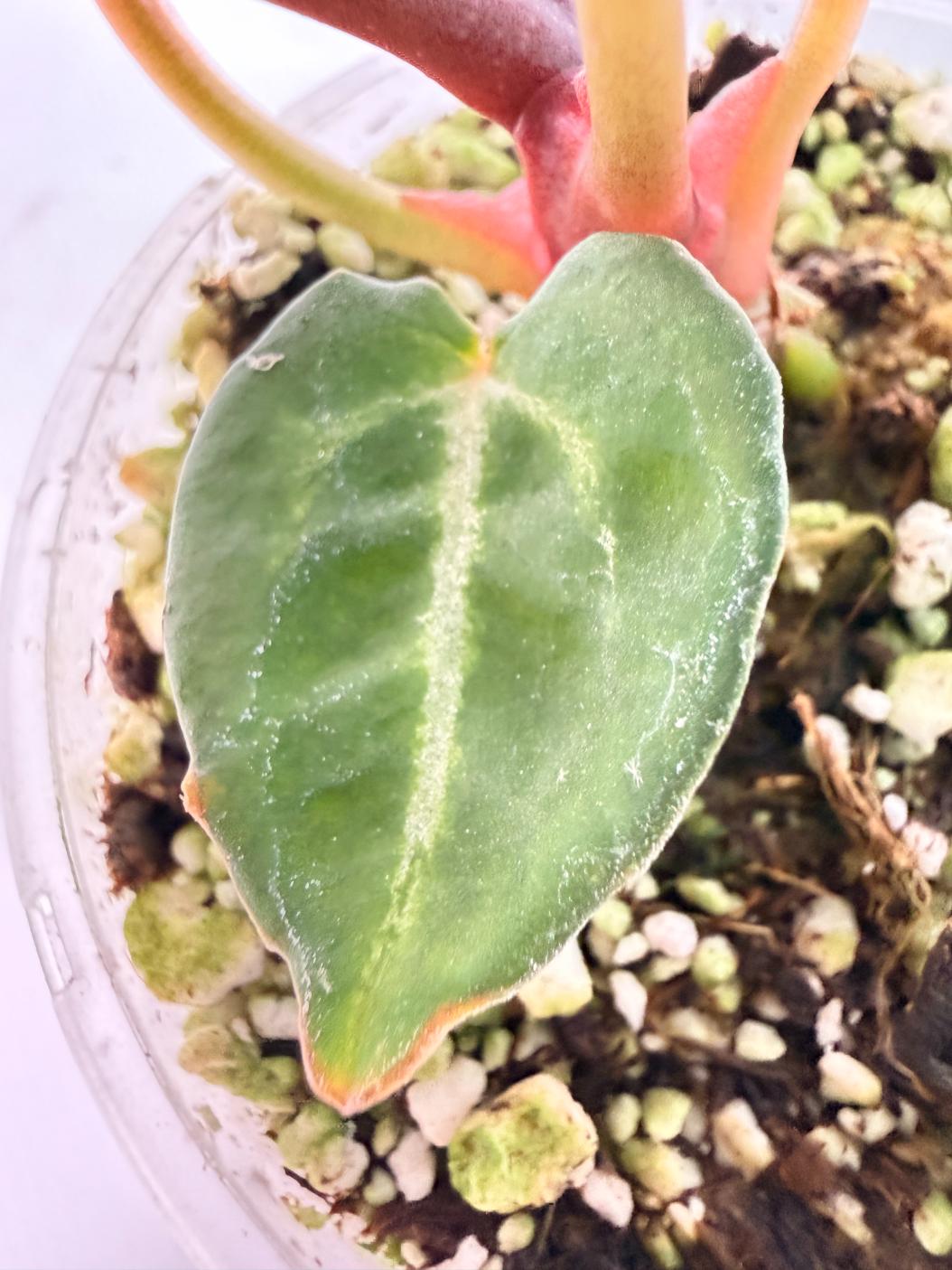 Anthurium Michelle 07