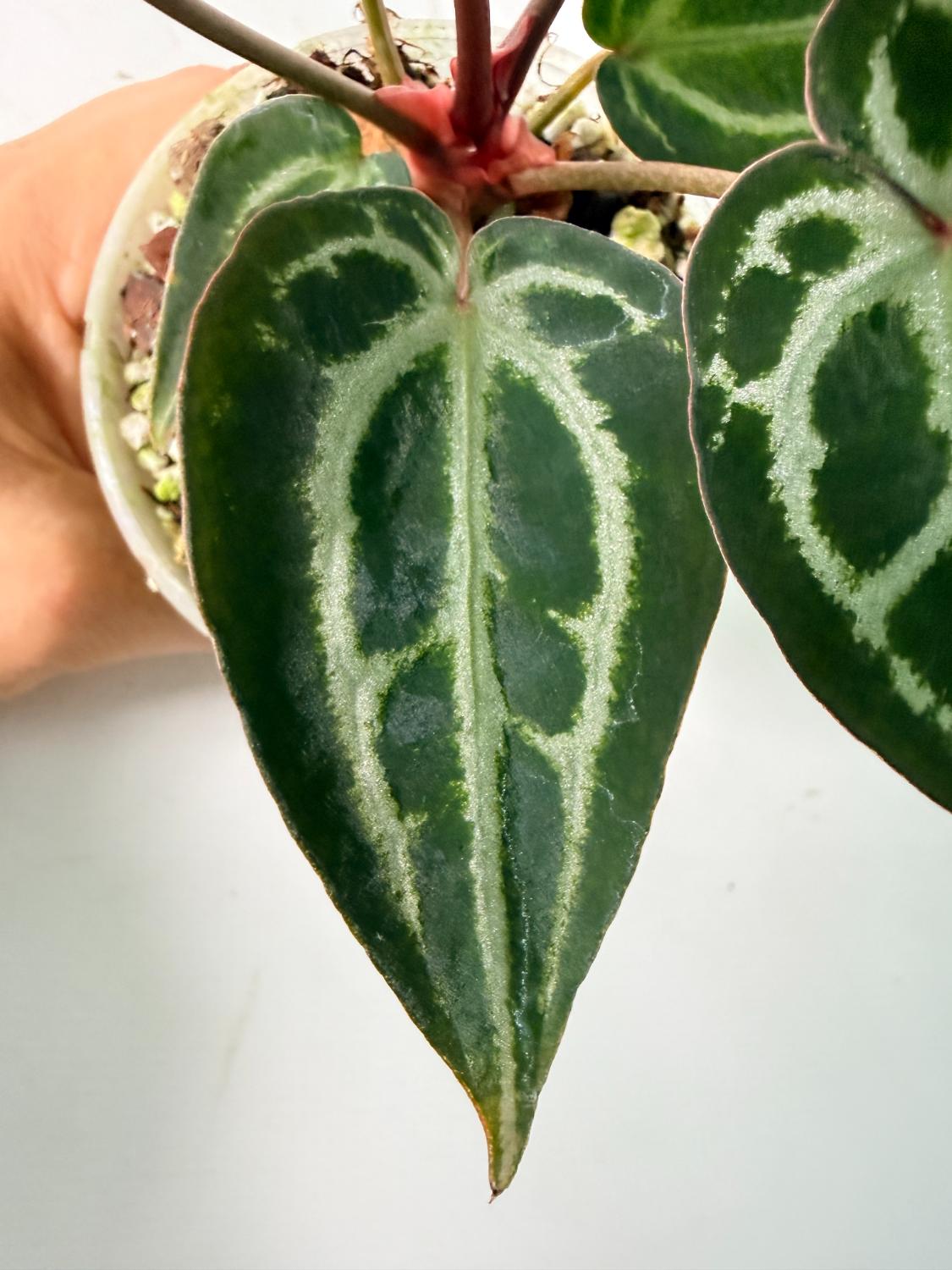 Anthurium Michelle 08