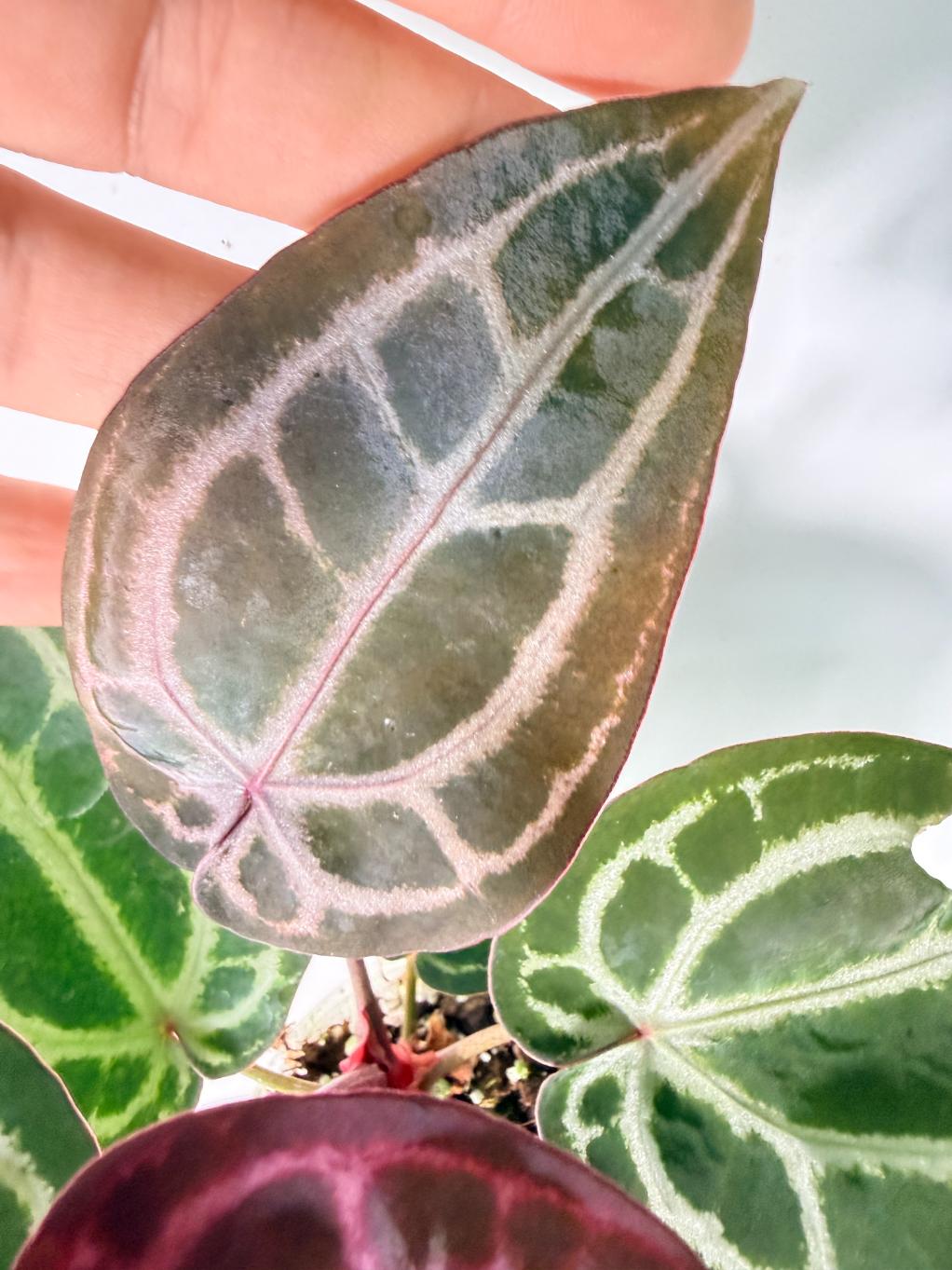 Anthurium Michelle 09