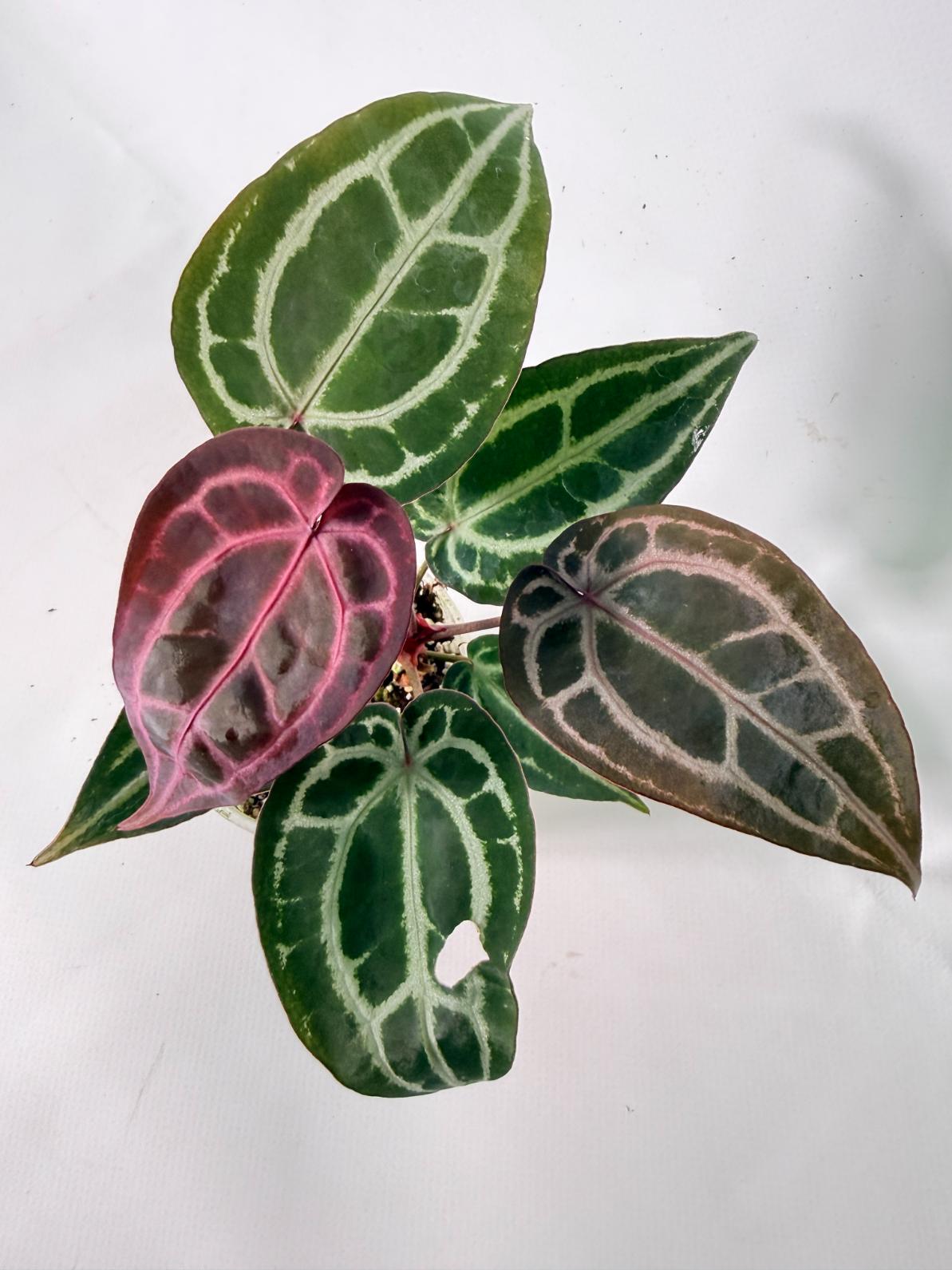 Anthurium Michelle 10