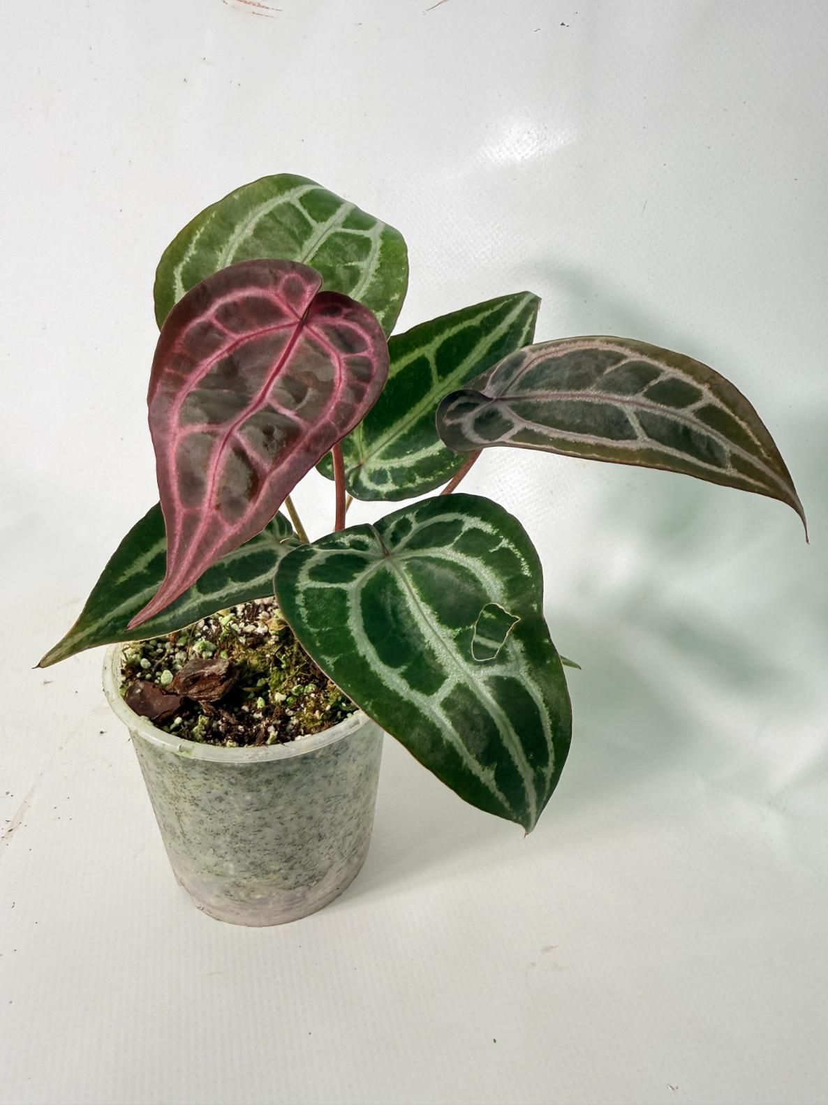 Anthurium Michelle 11