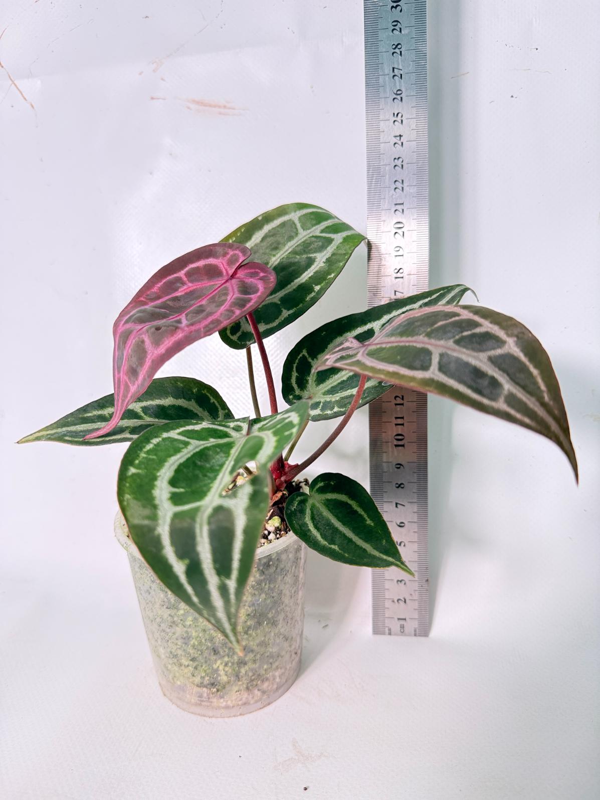 Anthurium Michelle 12