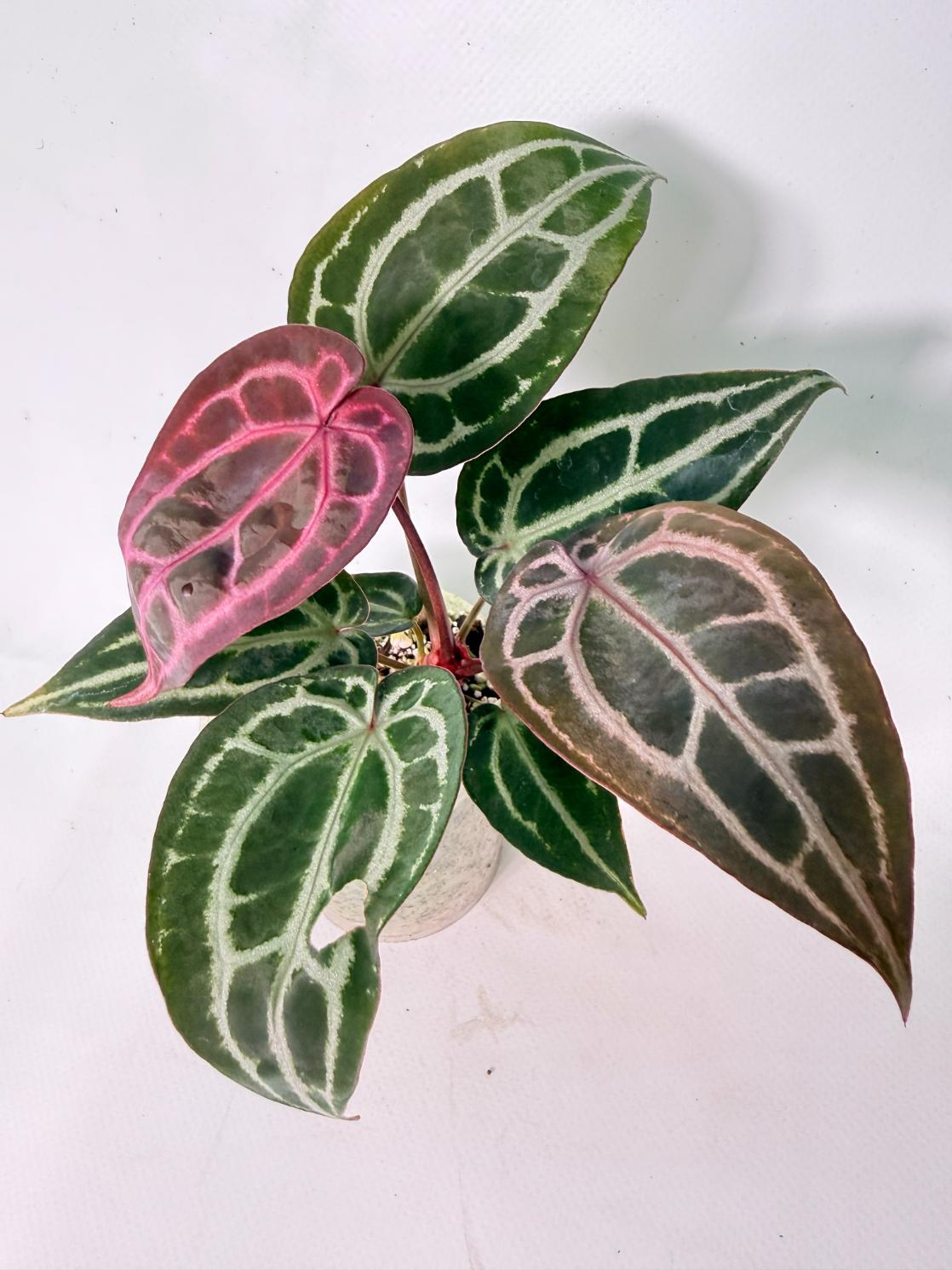 Anthurium Michelle 01