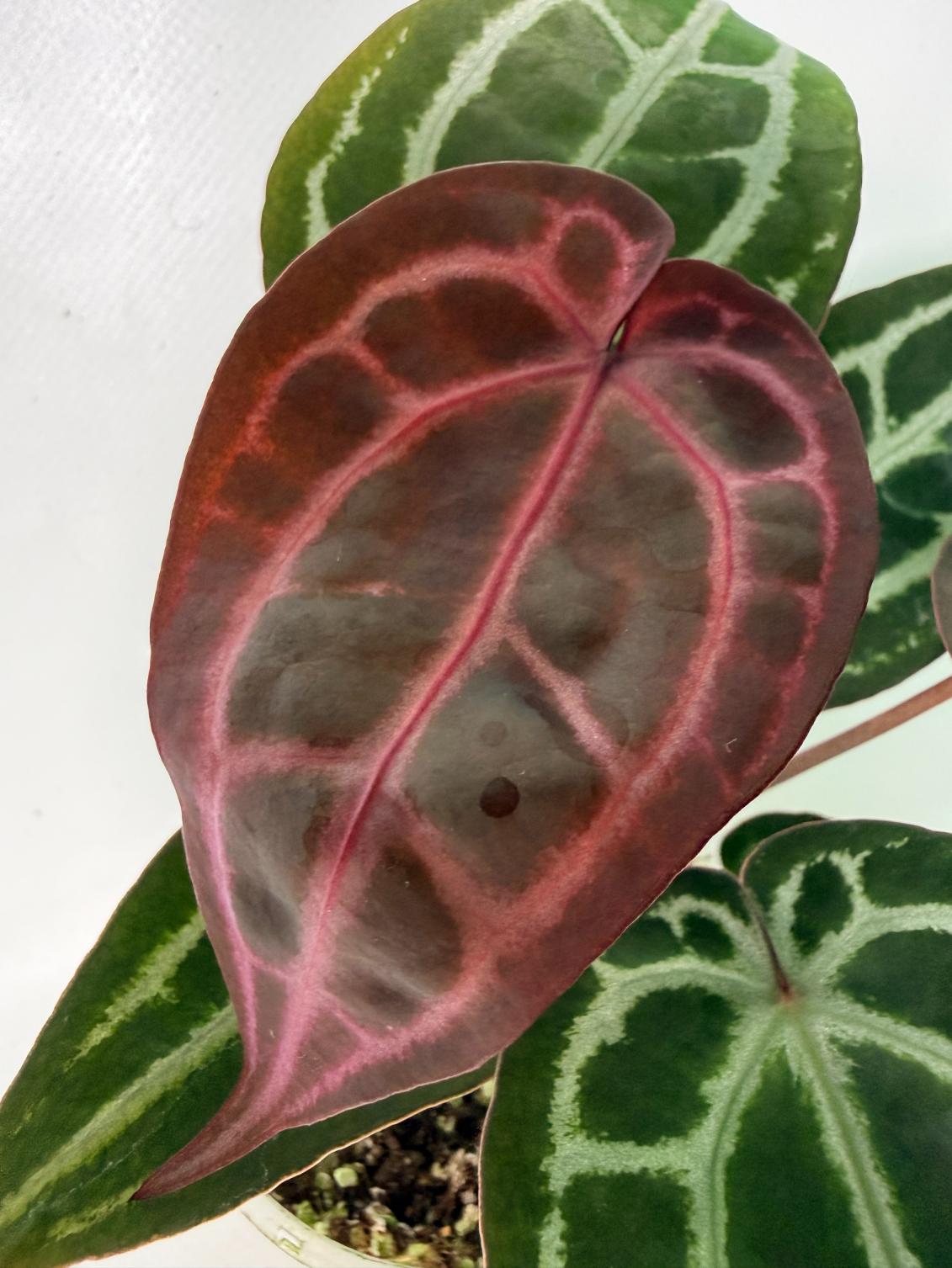 Anthurium Michelle 03