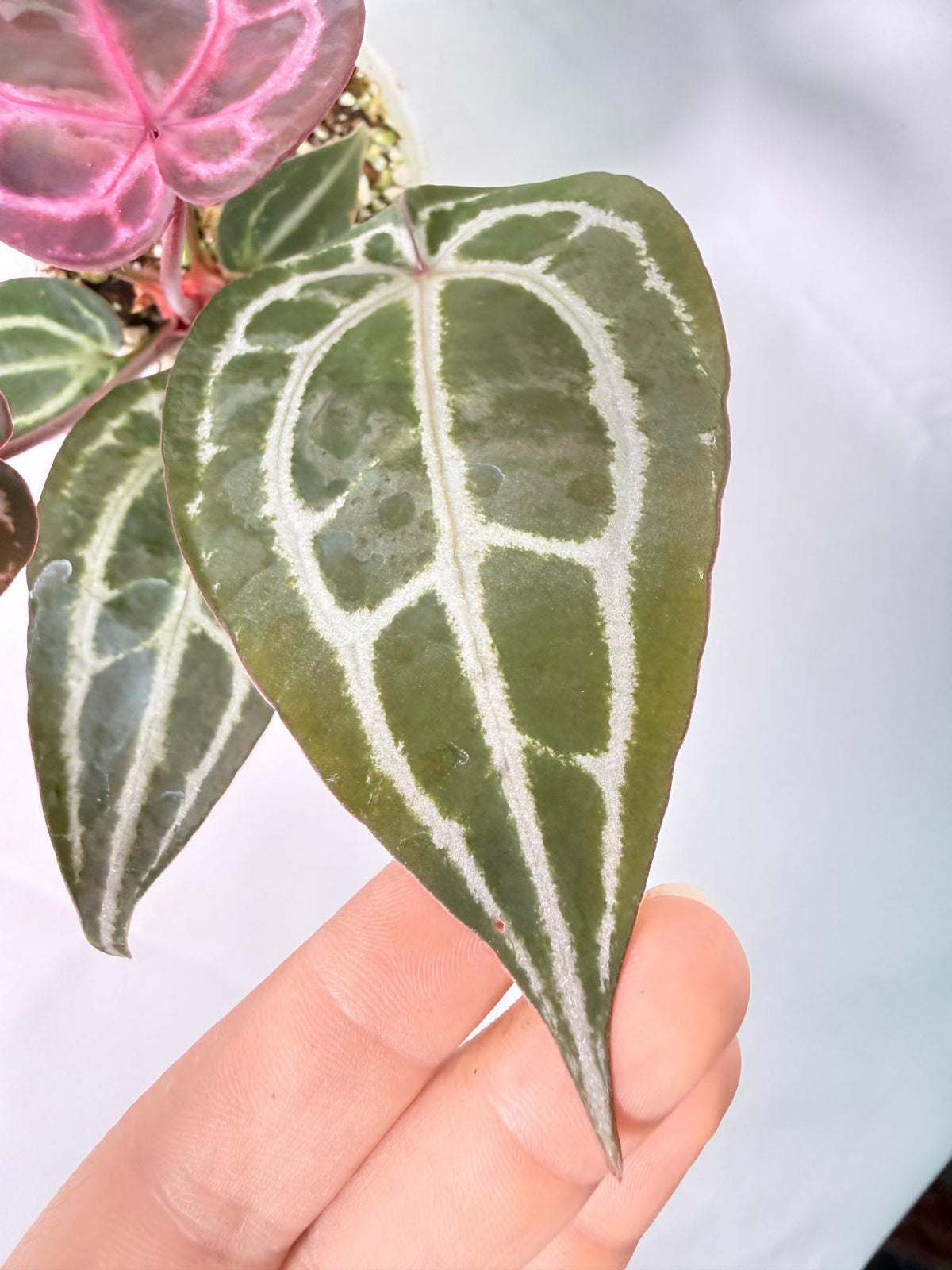 Anthurium Michelle 04