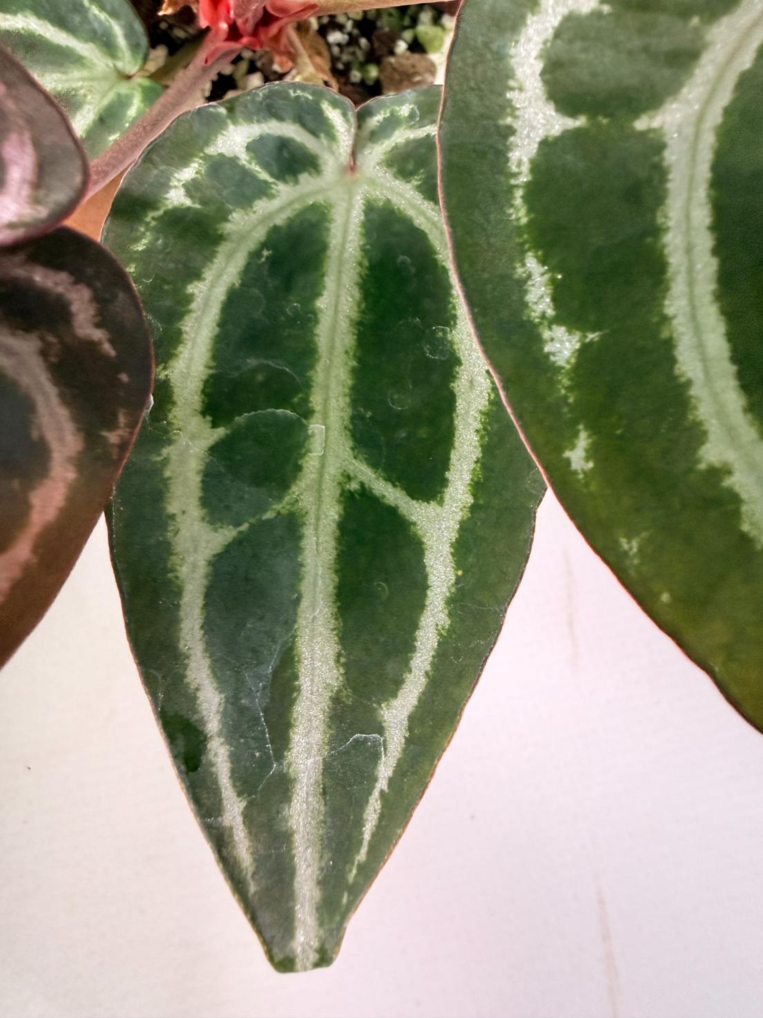Anthurium Michelle 05