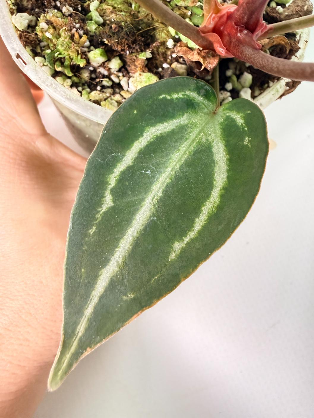 Anthurium Michelle 06
