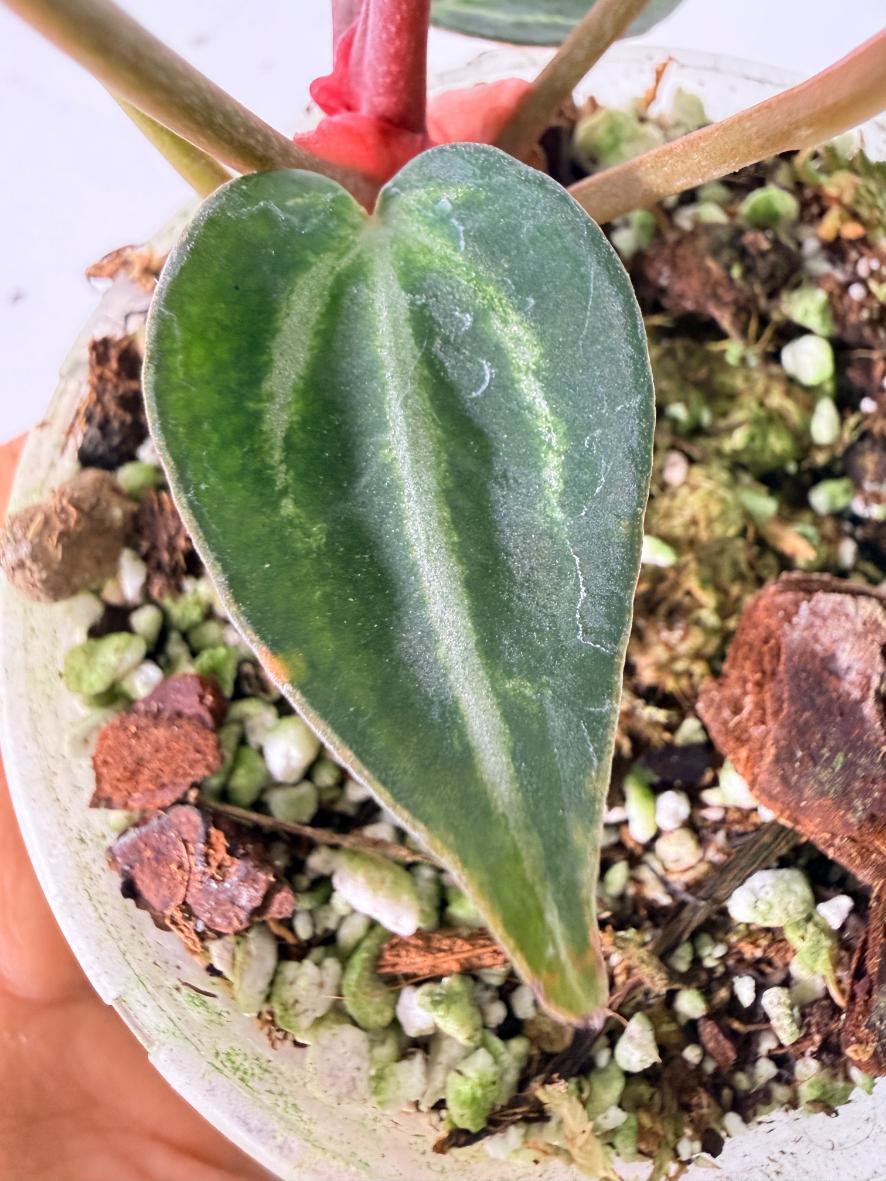 Anthurium Michelle 07