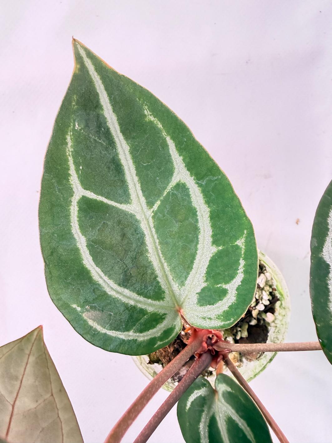 Anthurium Michelle 07