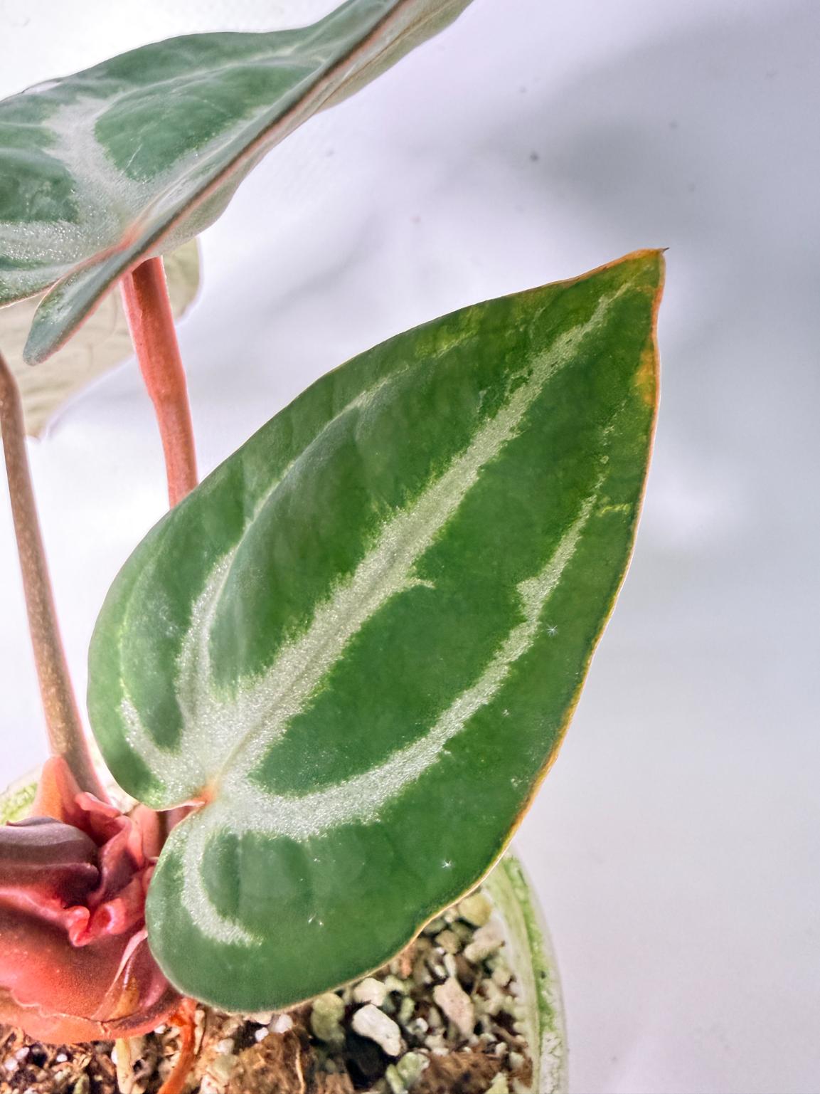 Anthurium Michelle 08