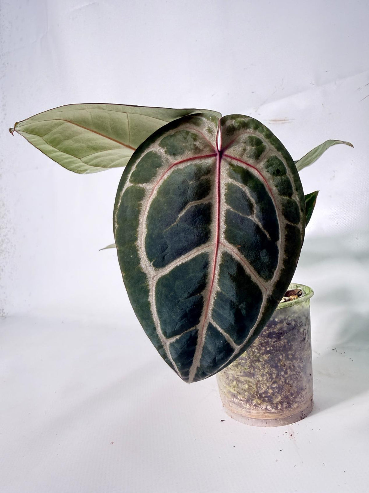 Anthurium Michelle 09