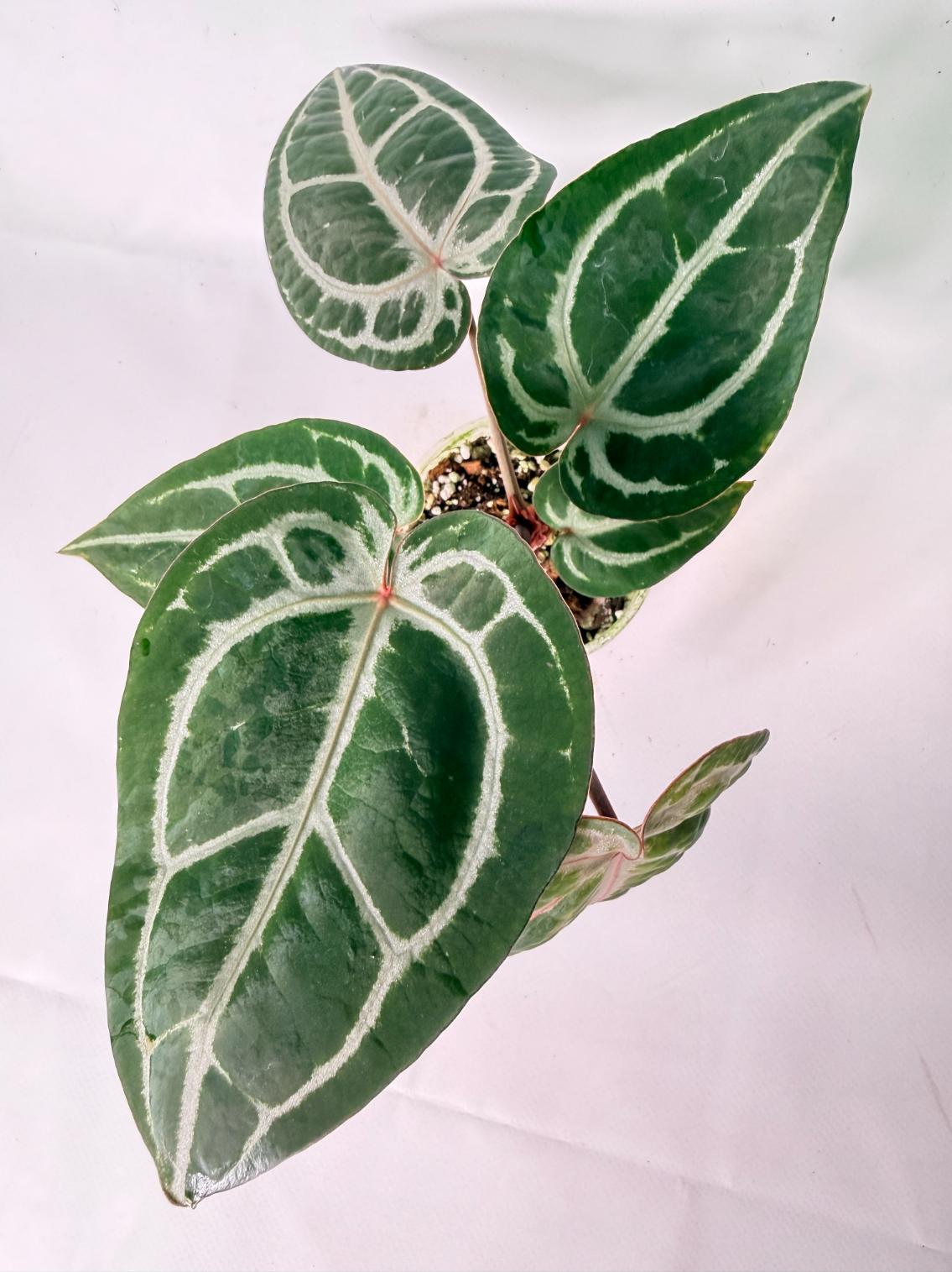 Anthurium Michelle 10