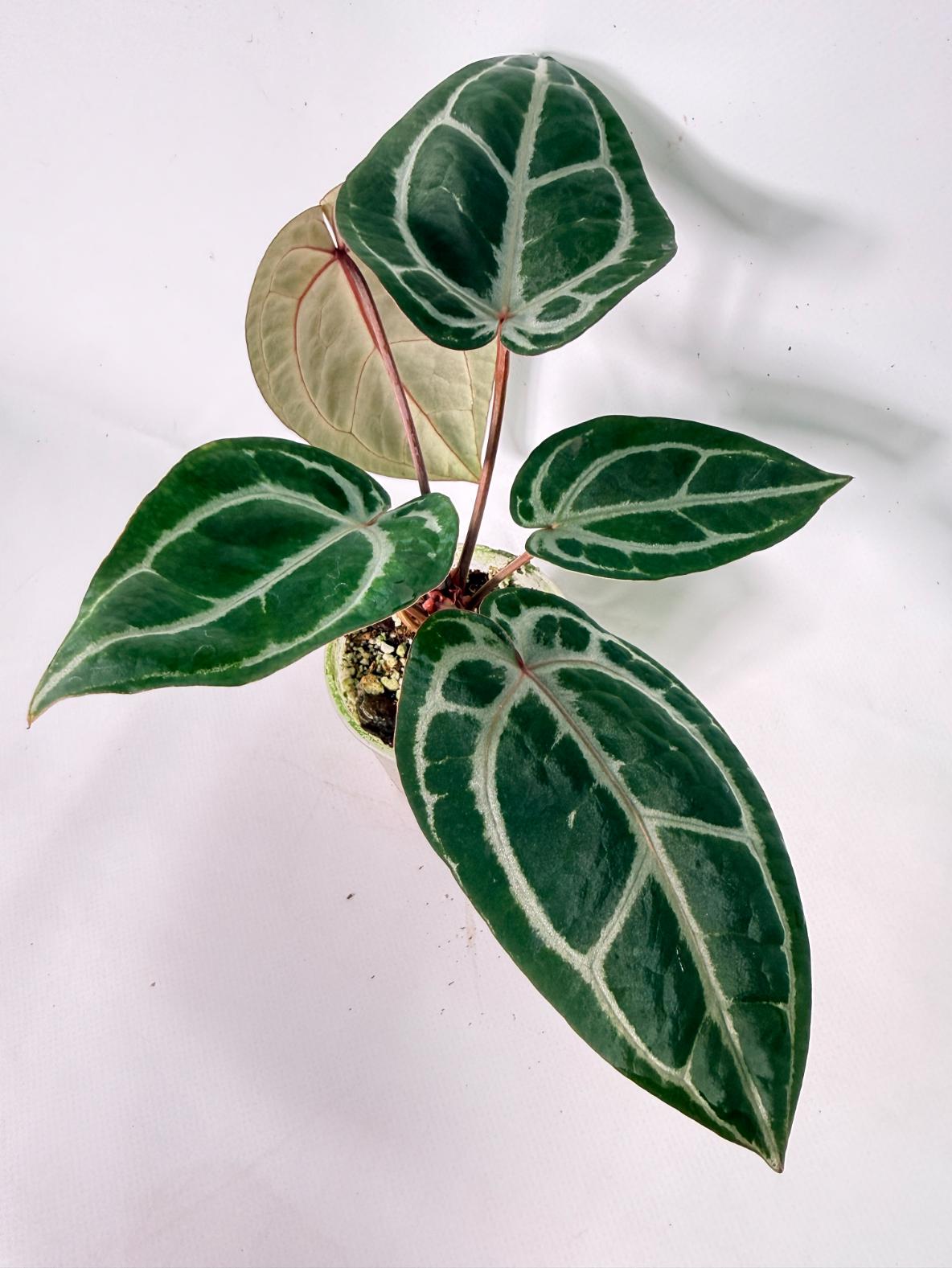 Anthurium Michelle 01