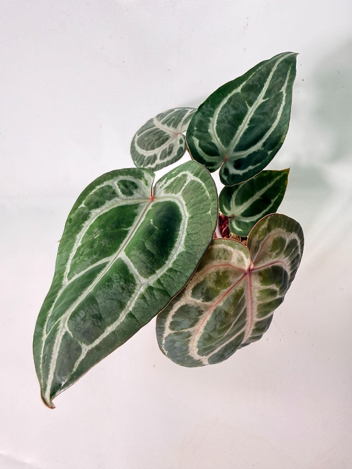 Anthurium Michelle 02