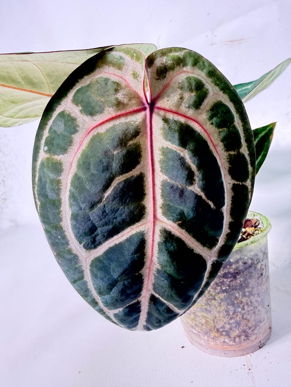 Anthurium Michelle 03