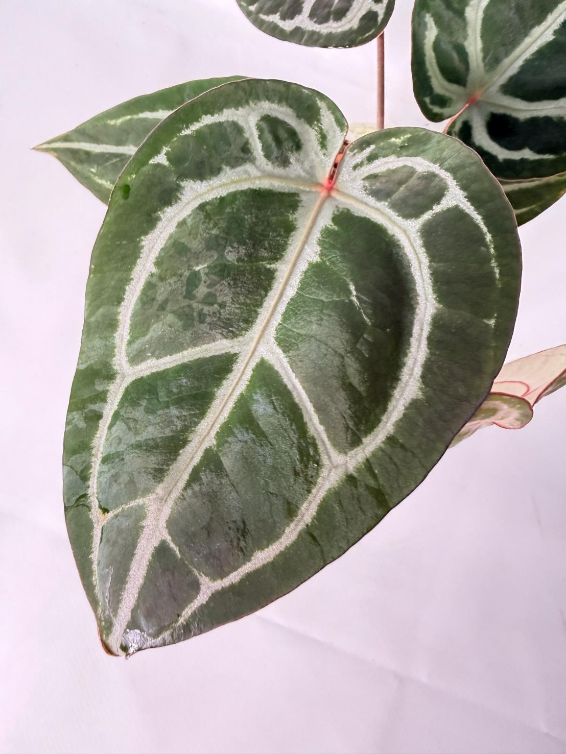 Anthurium Michelle 04