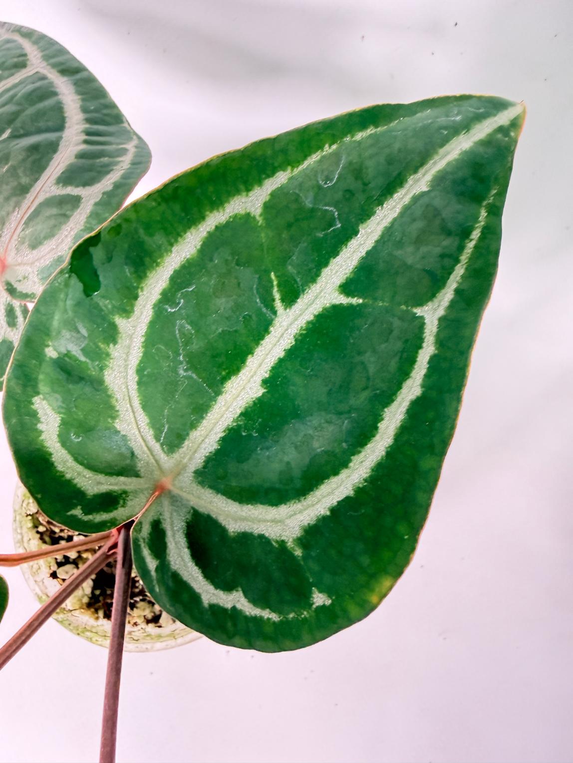 Anthurium Michelle 5