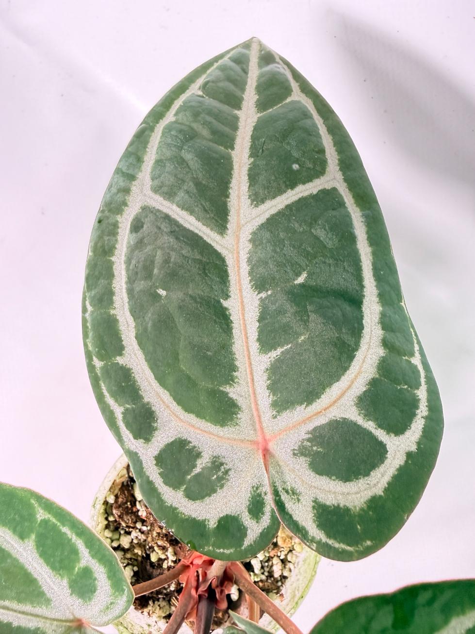 Anthurium Michelle 06