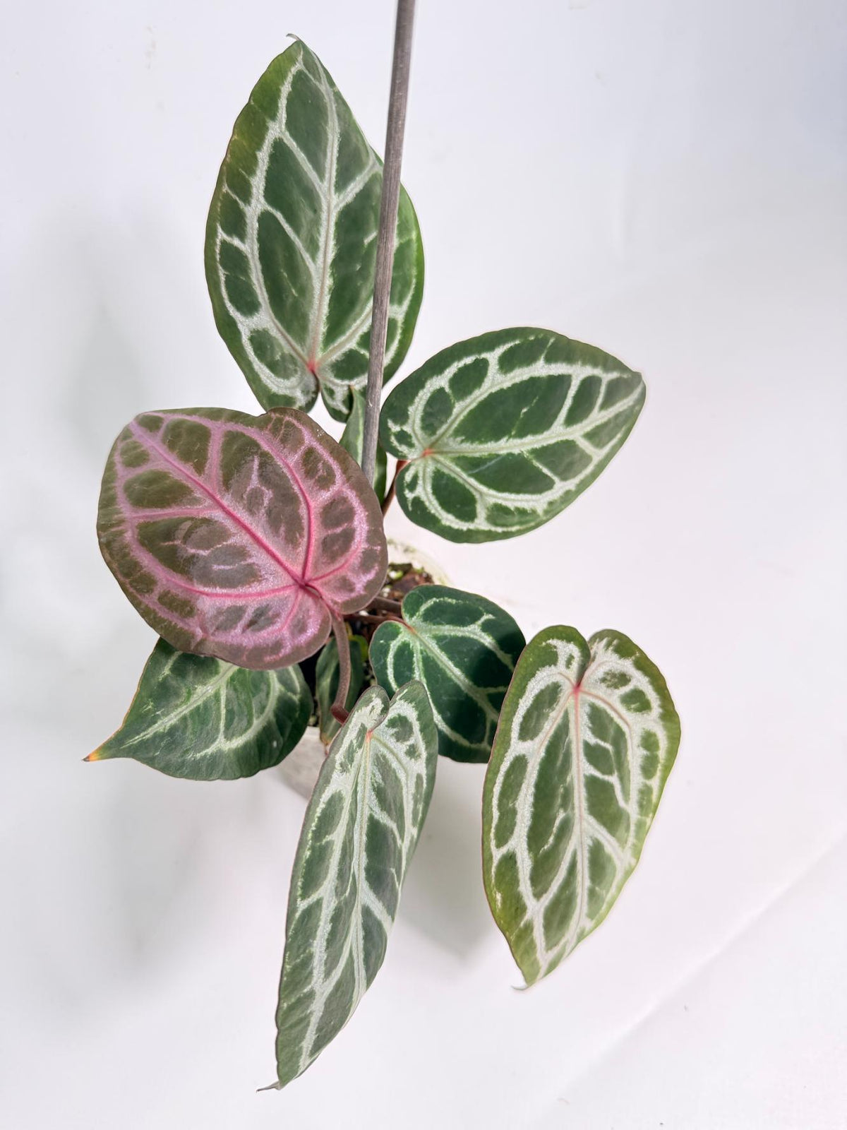 Anthurium Michelle 08