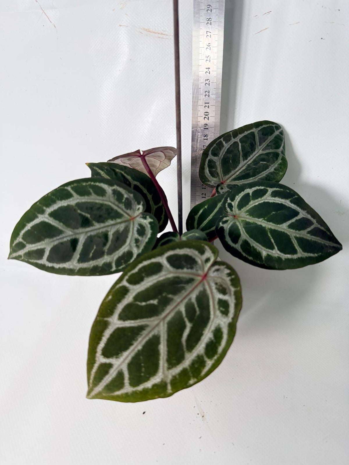 Anthurium Michelle 09