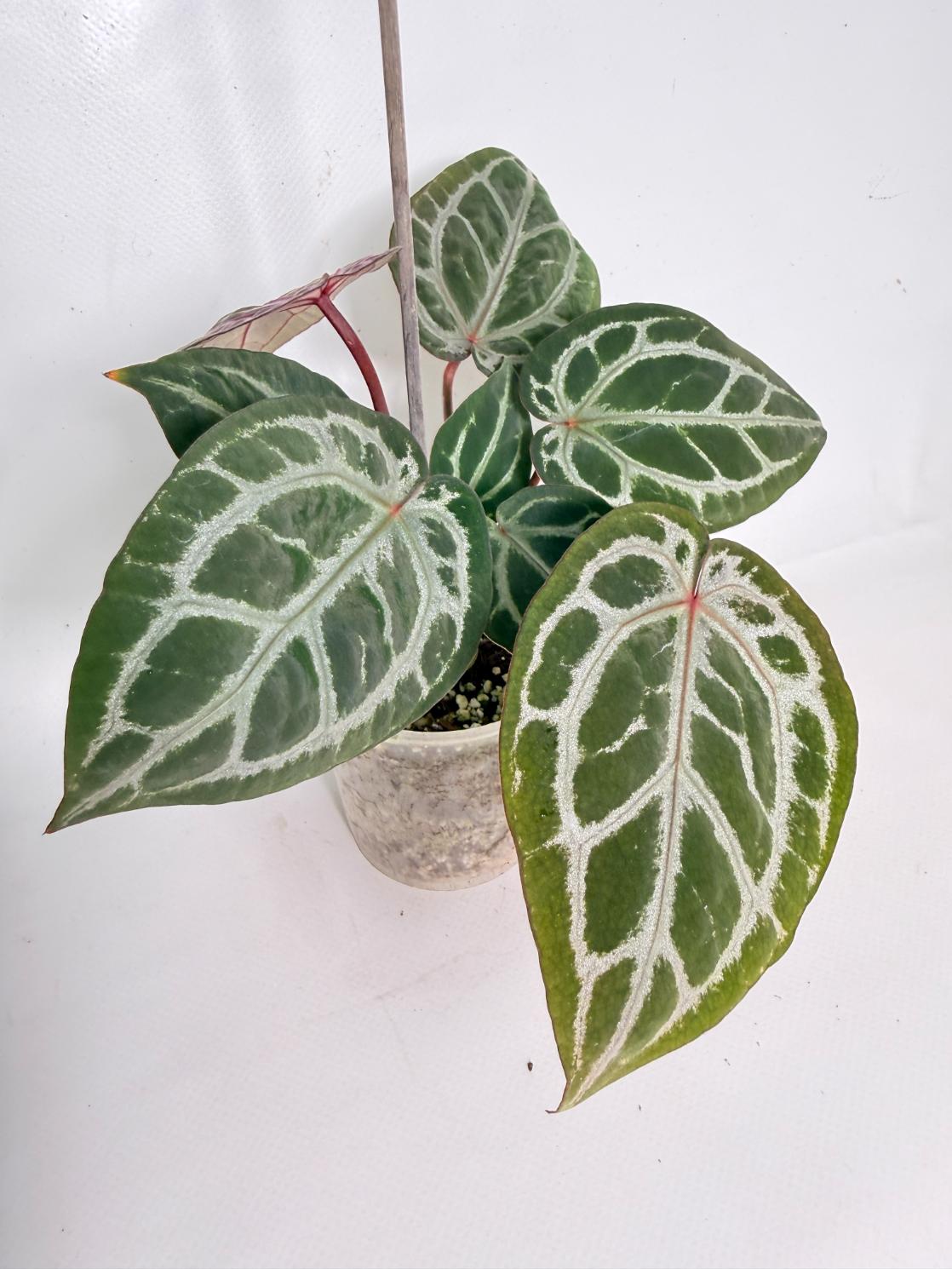 Anthurium Michelle 01