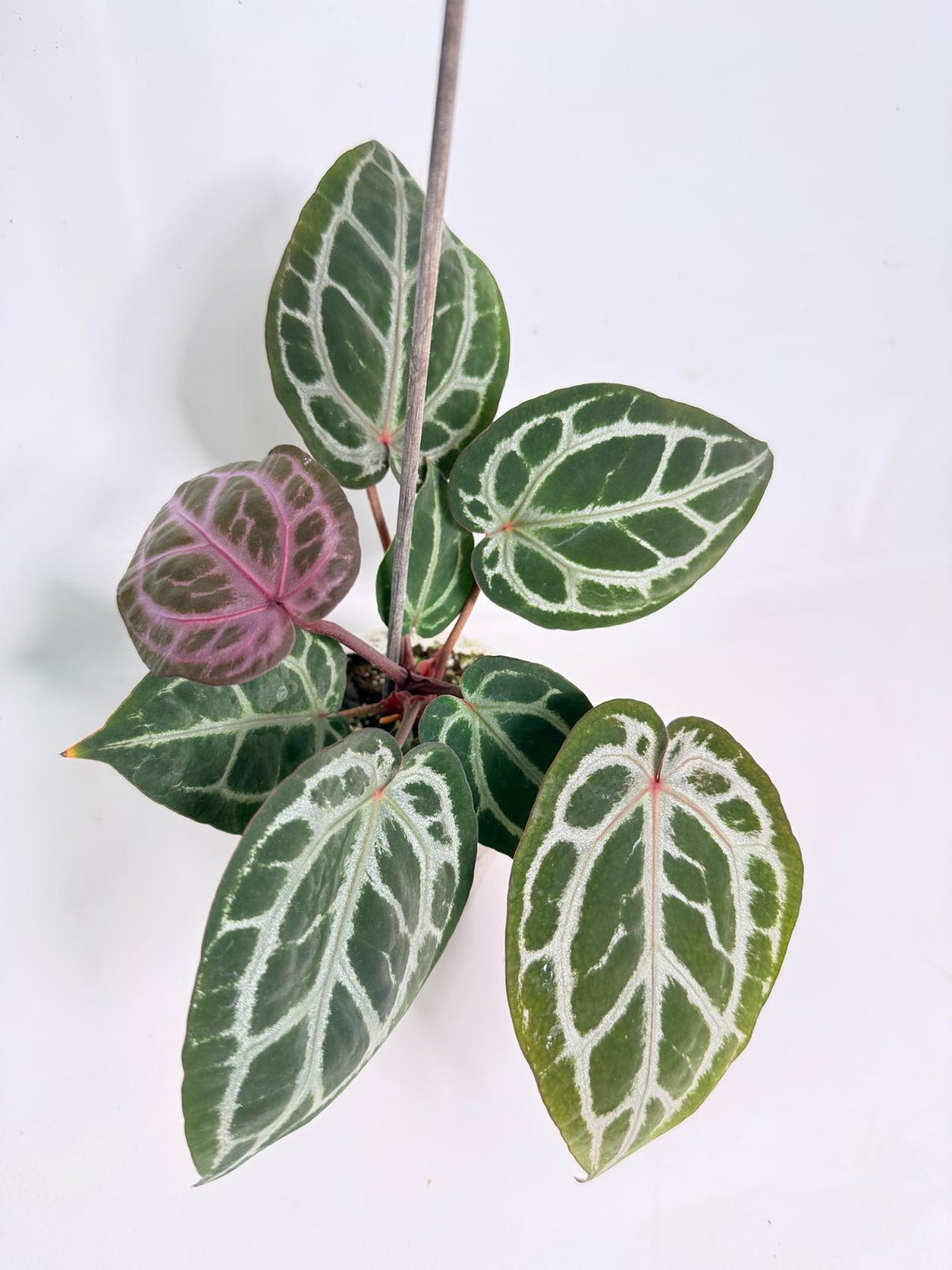 Anthurium Michelle 02