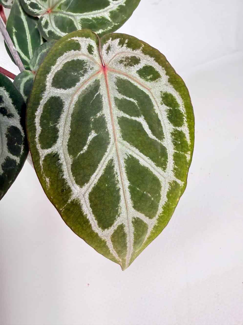 Anthurium Michelle 4