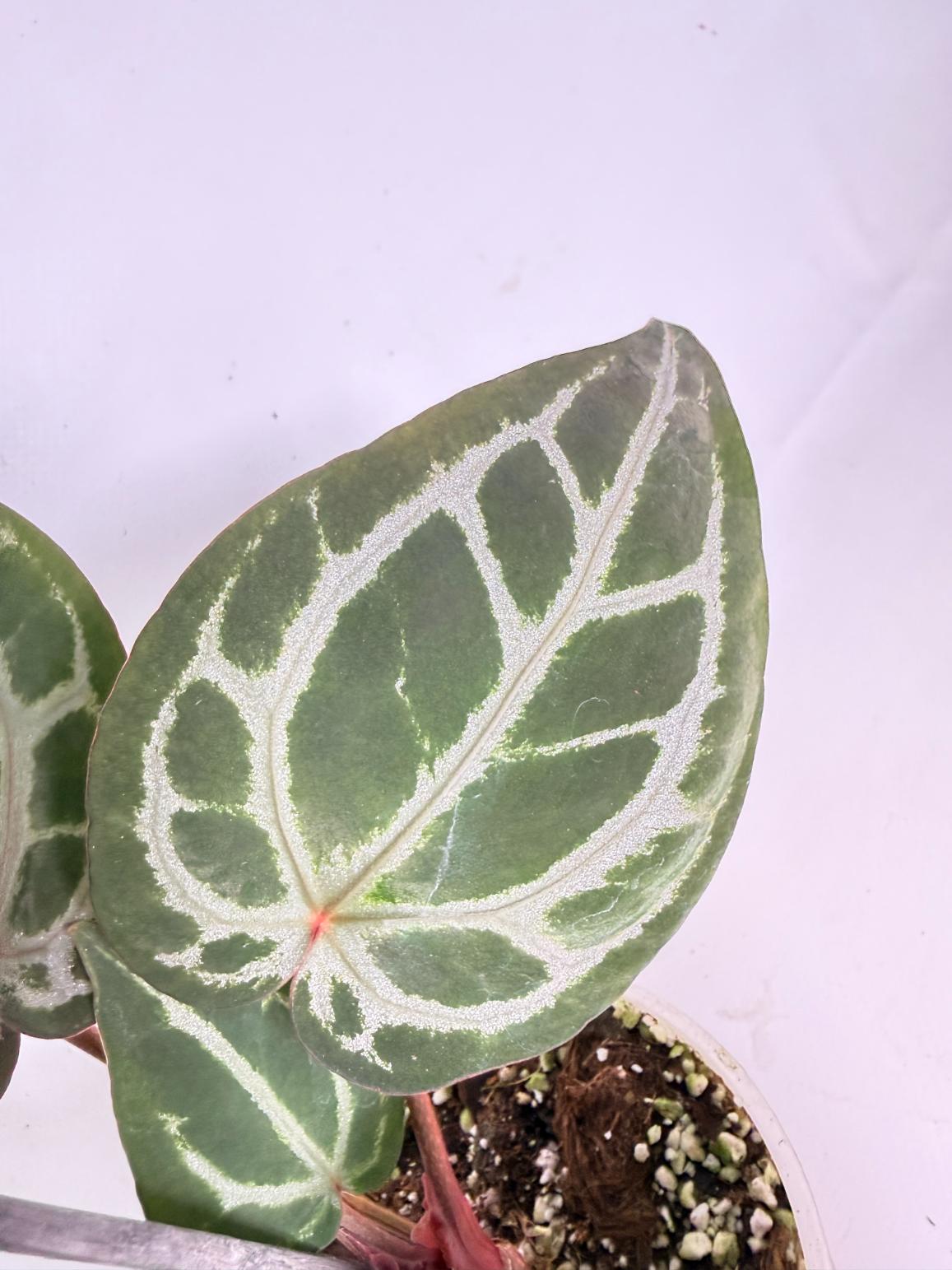Anthurium Michelle 05