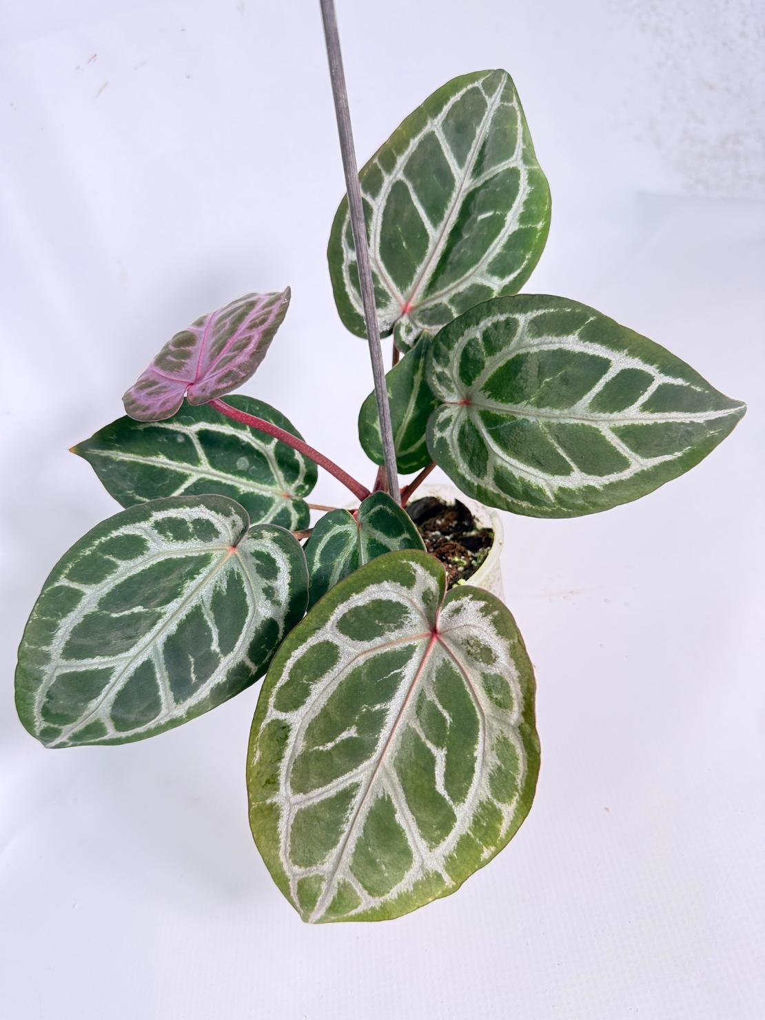 Anthurium Michelle 06