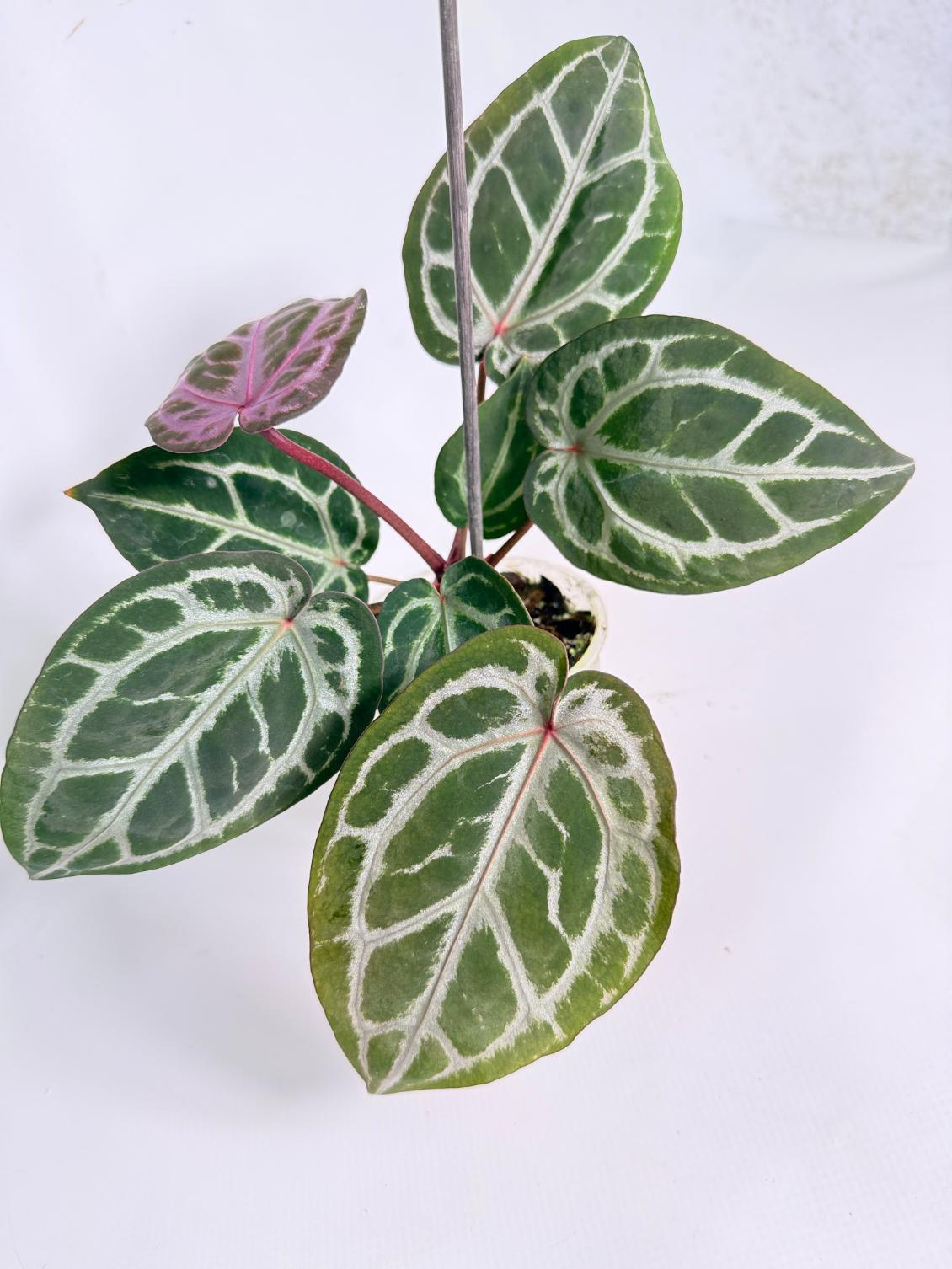 Anthurium Michelle 07