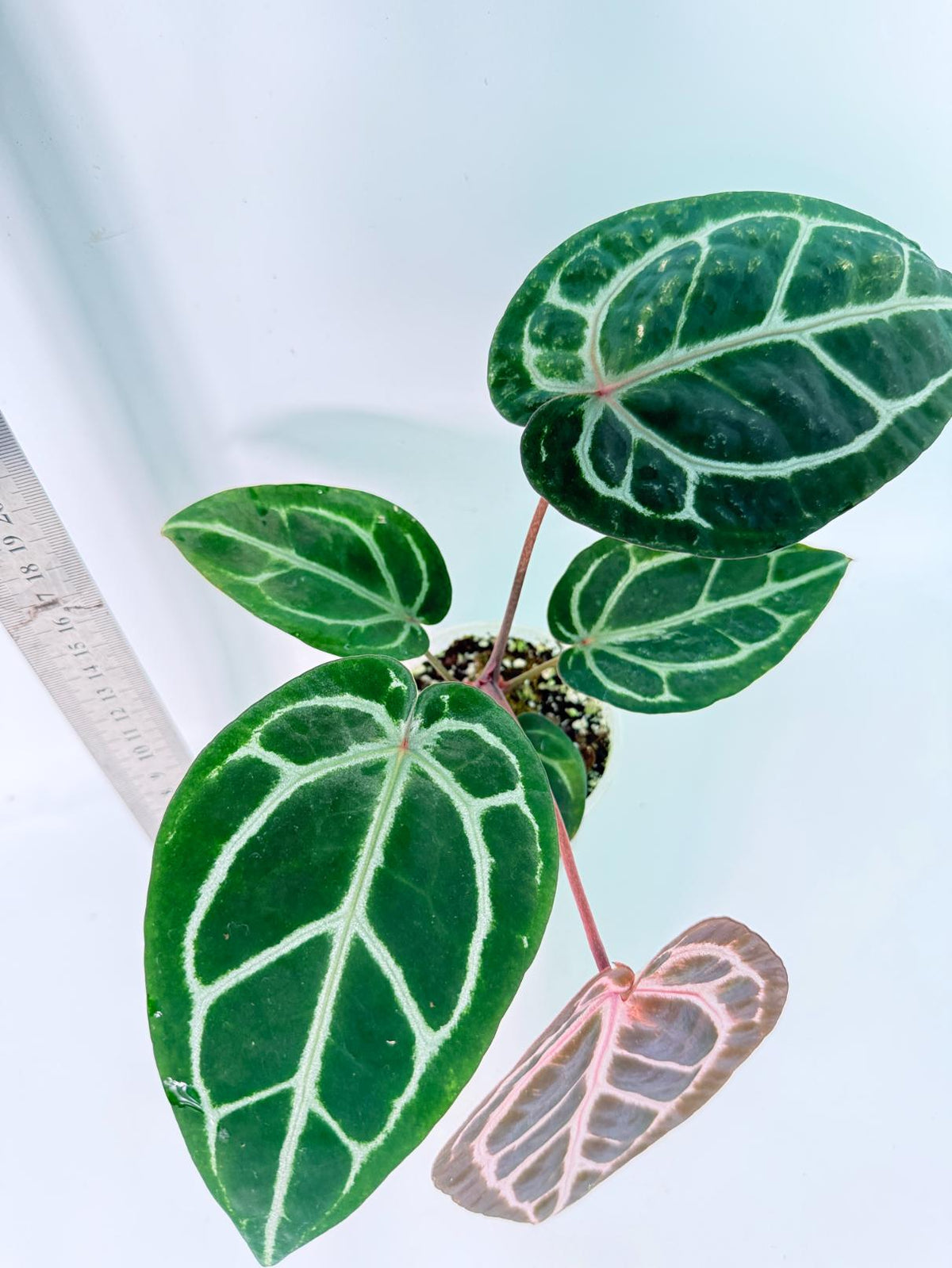 Anthurium Michelle 4
