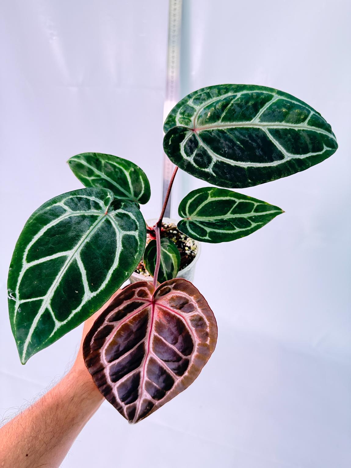 Anthurium Michelle 5