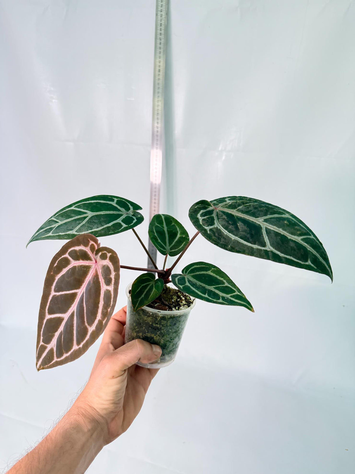 Anthurium Michelle 6