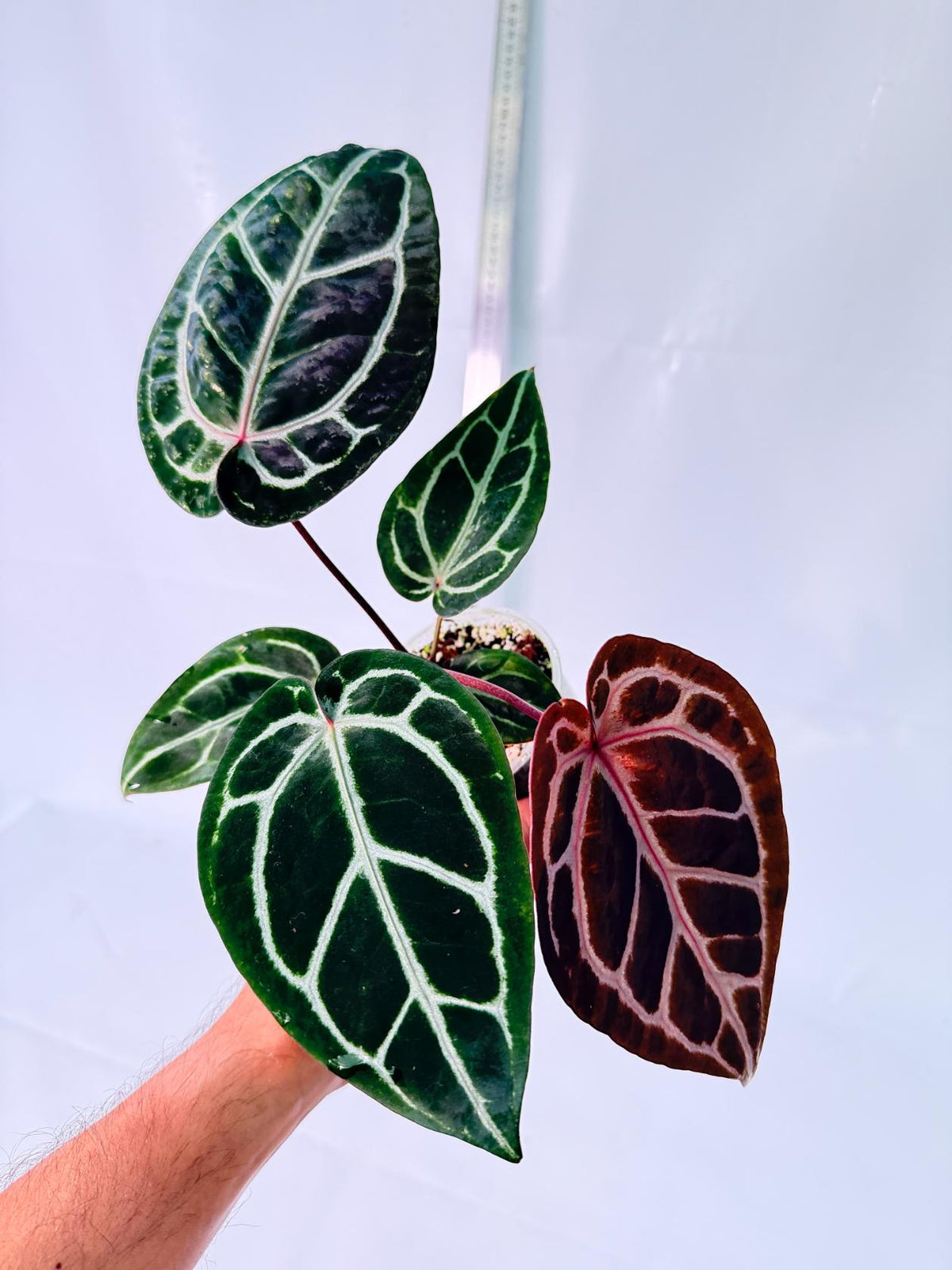 Anthurium Michelle 1