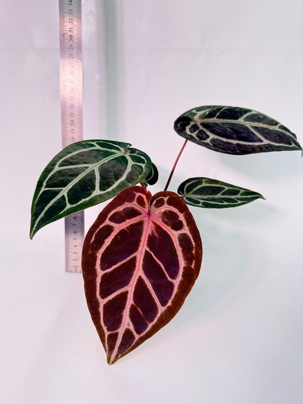 Anthurium Michelle 3