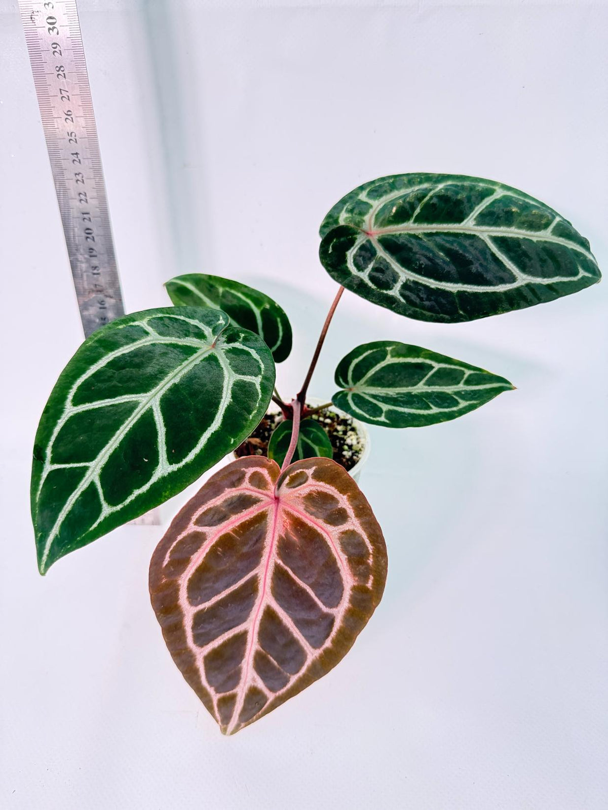 Anthurium Michelle 7