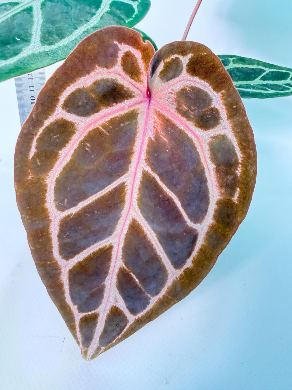 Anthurium Michelle 2