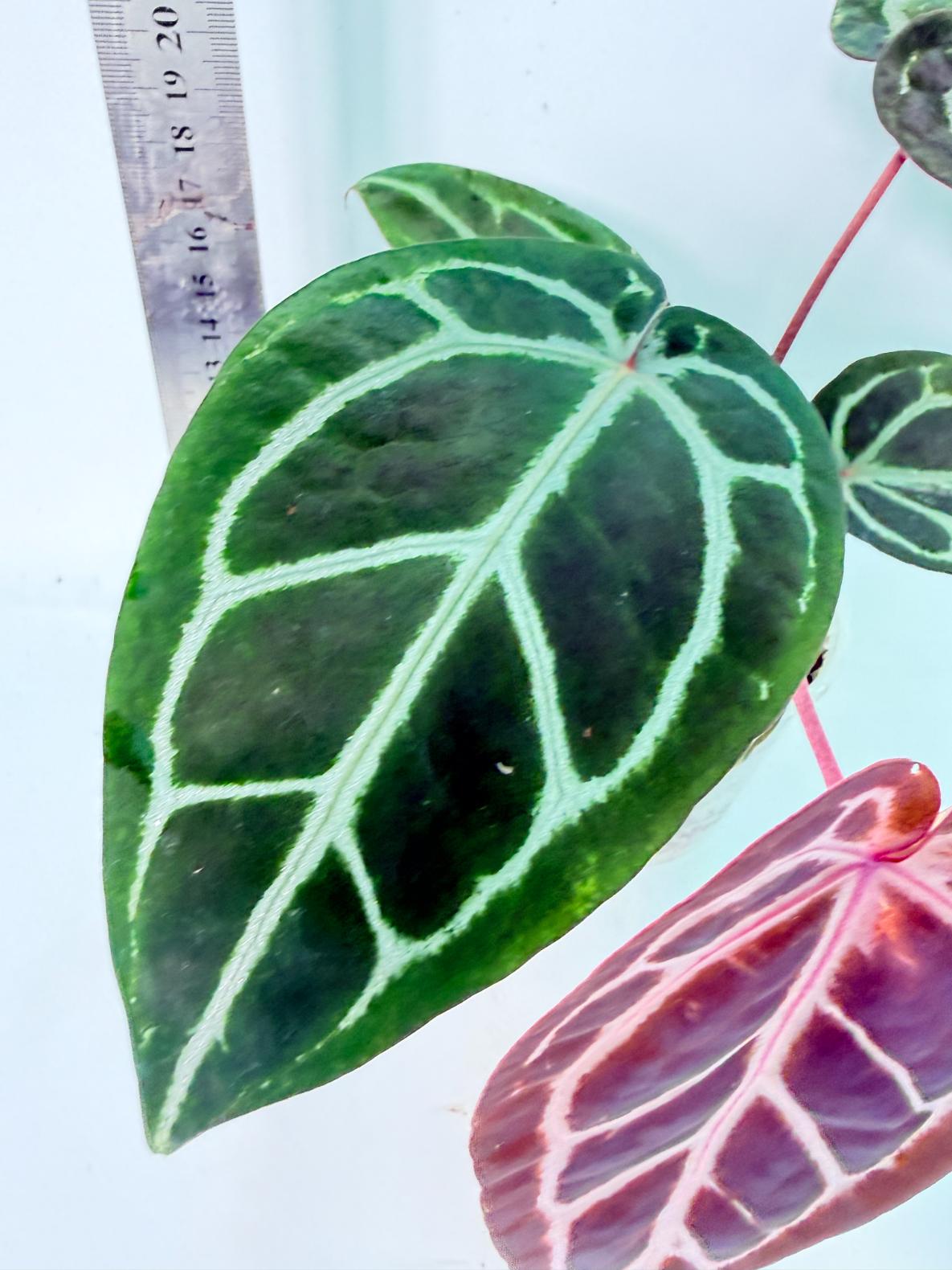 Anthurium Michelle 8
