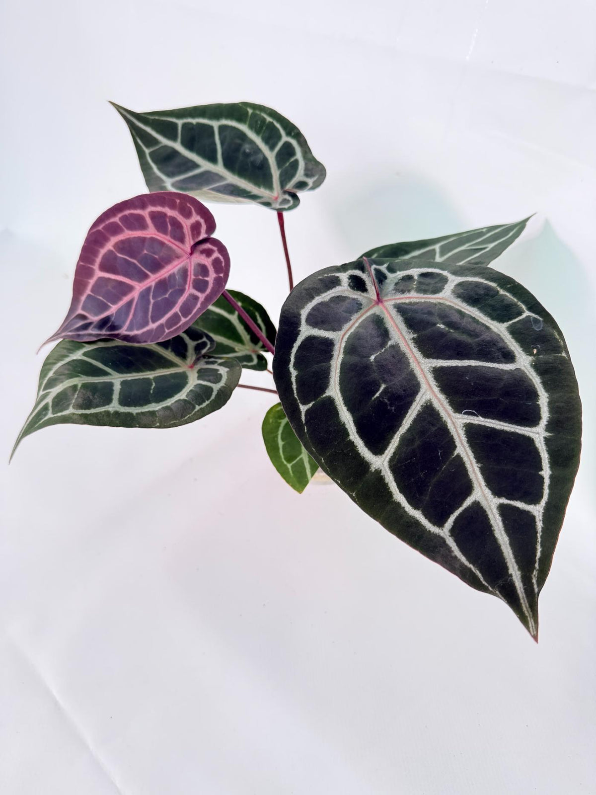 Anthurium Michelle 08