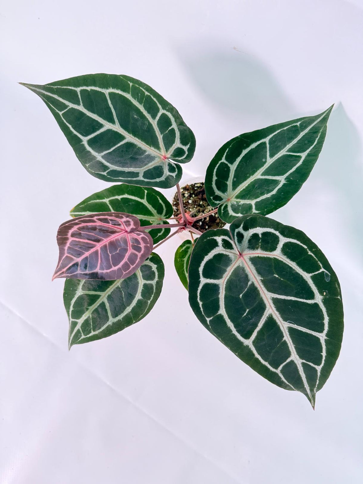Anthurium Michelle 09