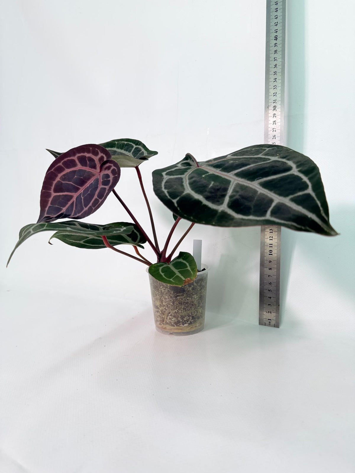 Anthurium Michelle 10